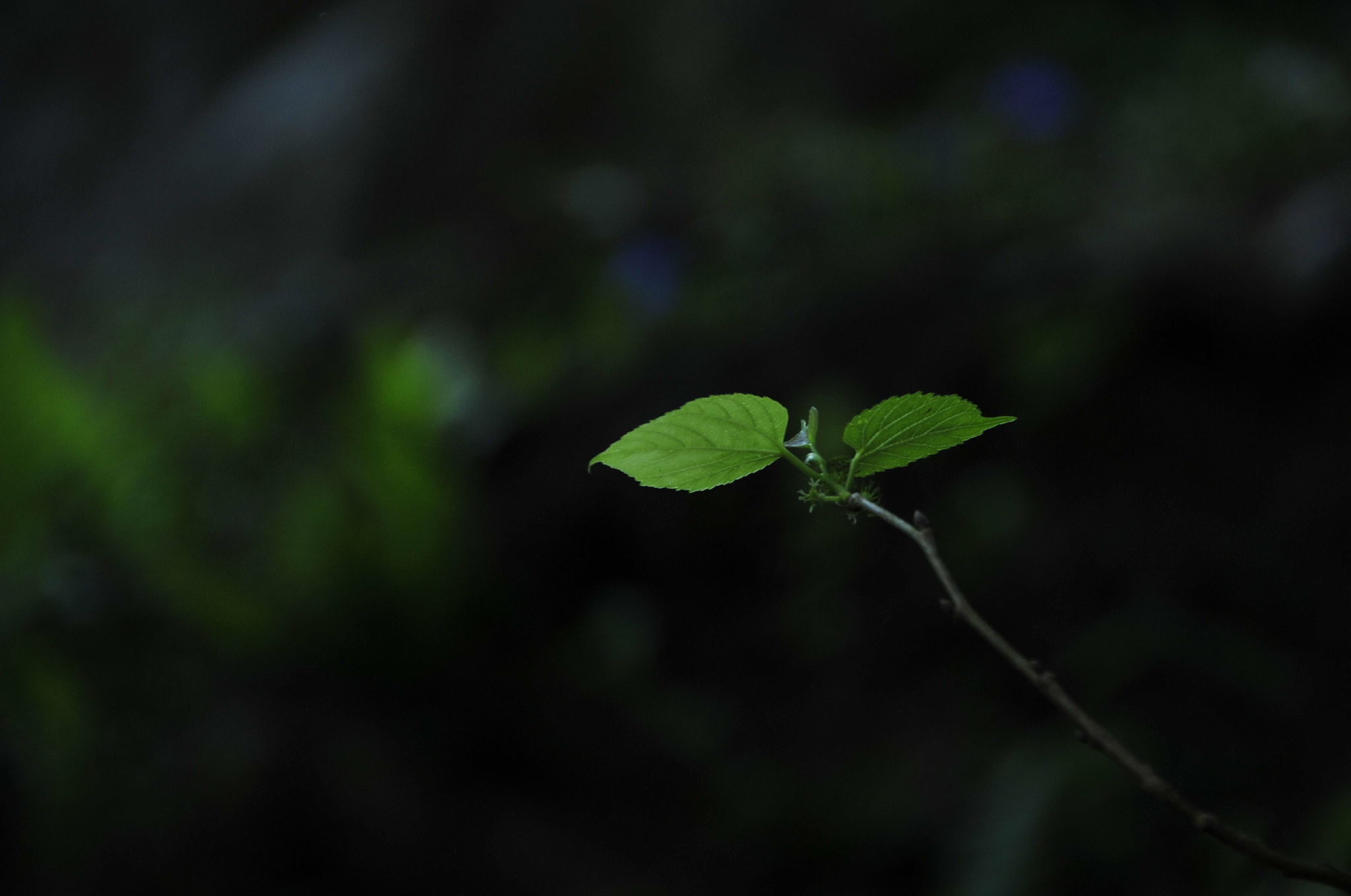 Nikon D3 sample photo. .. photography