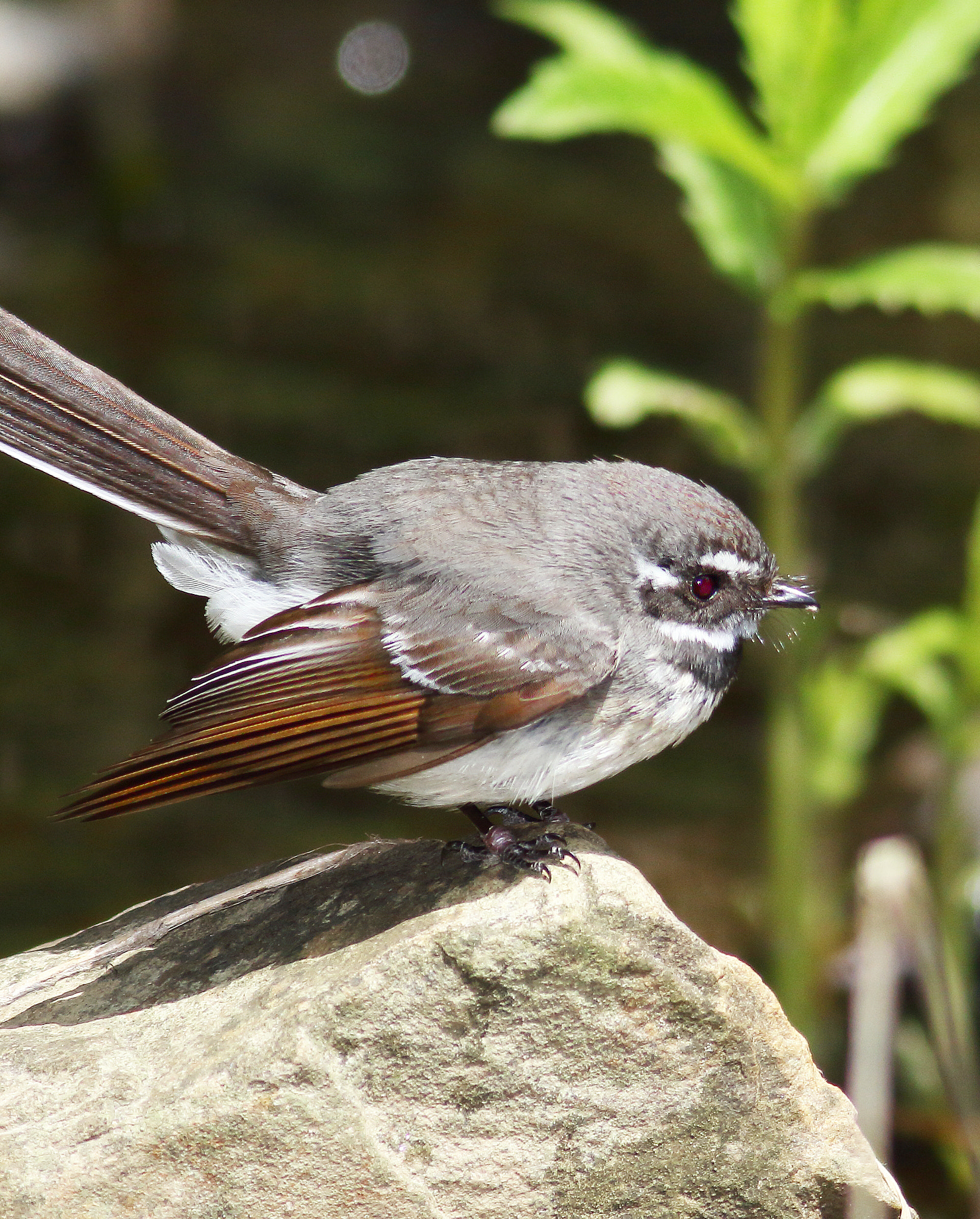 Canon EF 400mm F5.6L USM sample photo. Grey fantail on rock photography