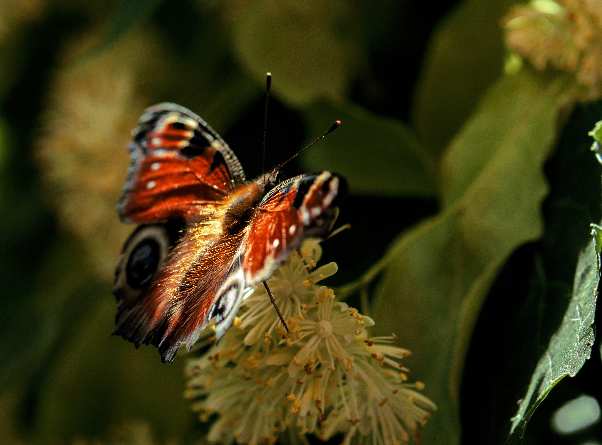 Nikon AF-S Micro-Nikkor 60mm F2.8G ED sample photo. Inachis io photography