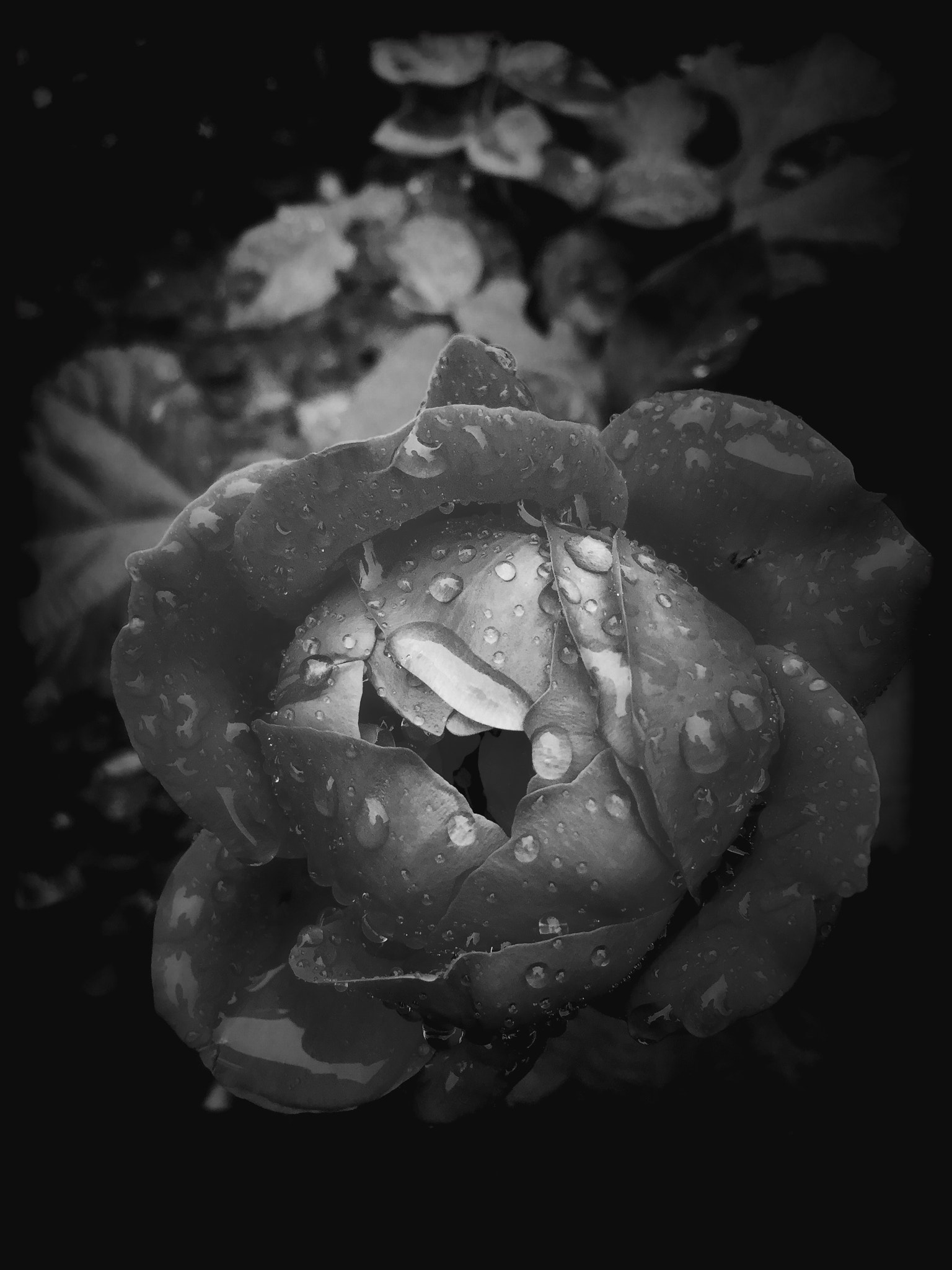 Hipstamatic 322 sample photo. Rainy day rose photography