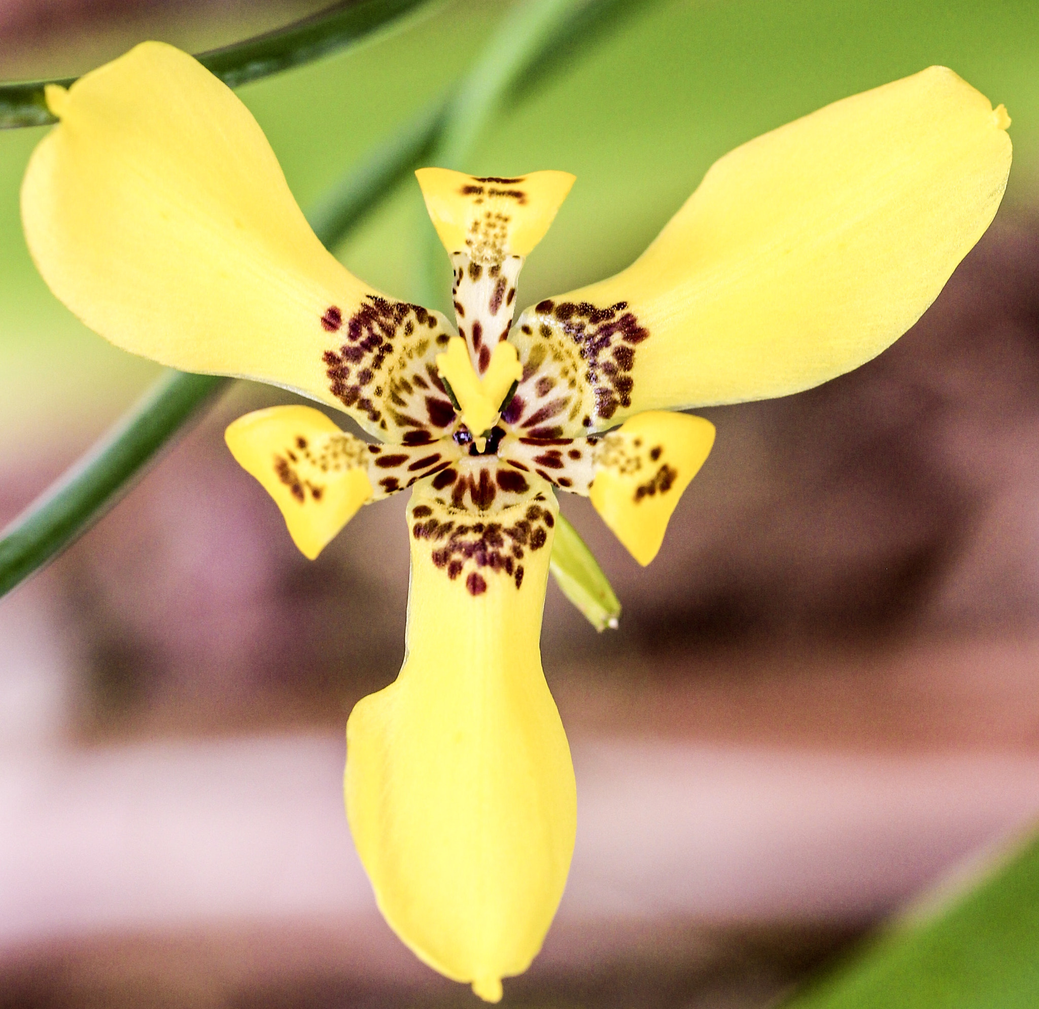 Canon EF 100mm F2.8L Macro IS USM sample photo. Flowers heart photography