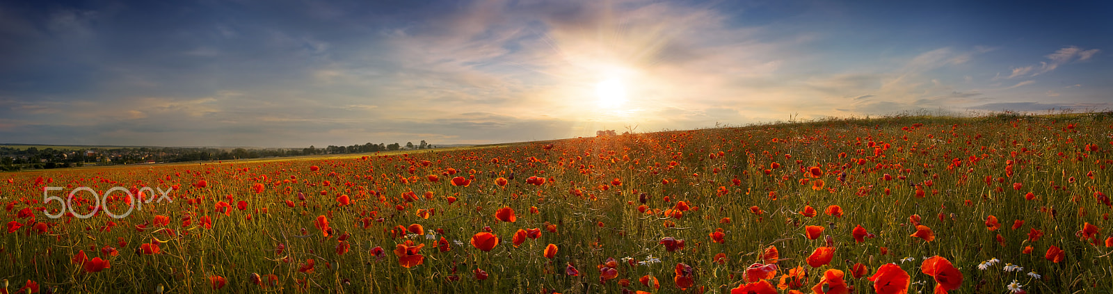 Canon EOS 40D sample photo. Beautiful panoramic view of the poppies at sunset photography