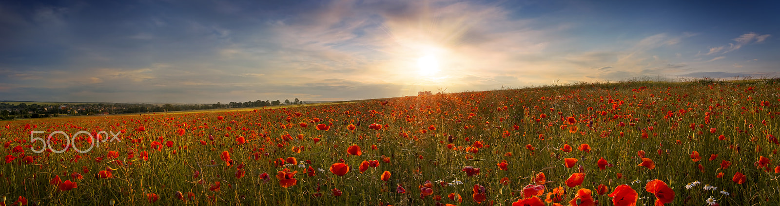Canon EOS 40D + Canon EF 17-40mm F4L USM sample photo. Beautiful panoramic view of the poppies at sunset photography