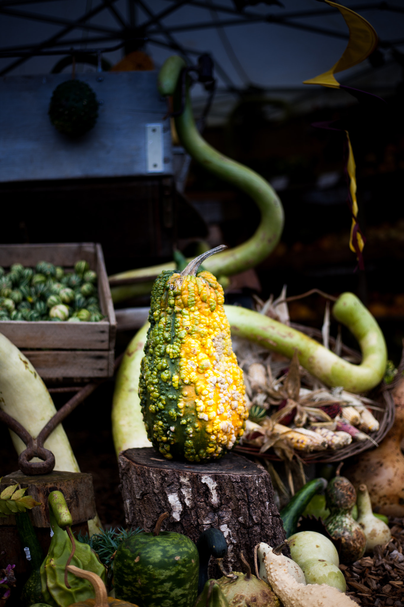 Canon EOS-1Ds Mark III sample photo. Yellow/green pumpkin photography