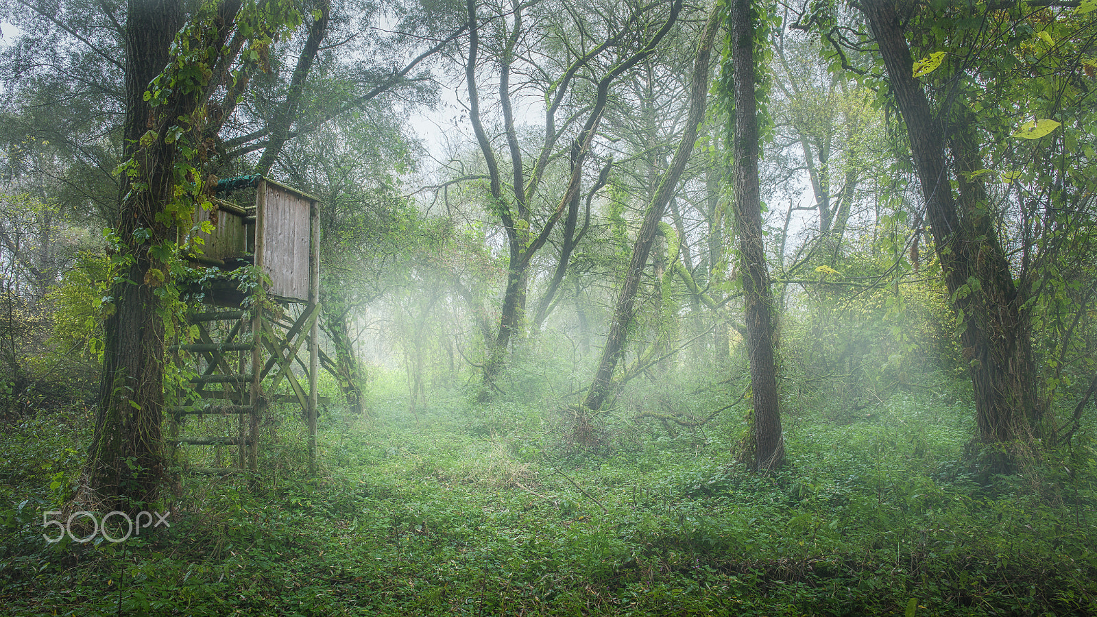 Canon EF 24mm F2.8 IS USM sample photo. Jungle dreams photography