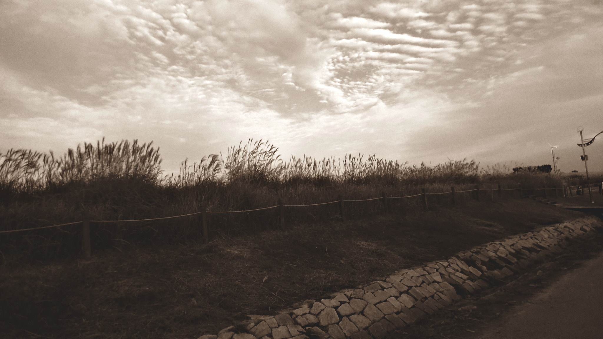 Sony Cyber-shot DSC-W330 sample photo. Eulalia filled with the wind photography