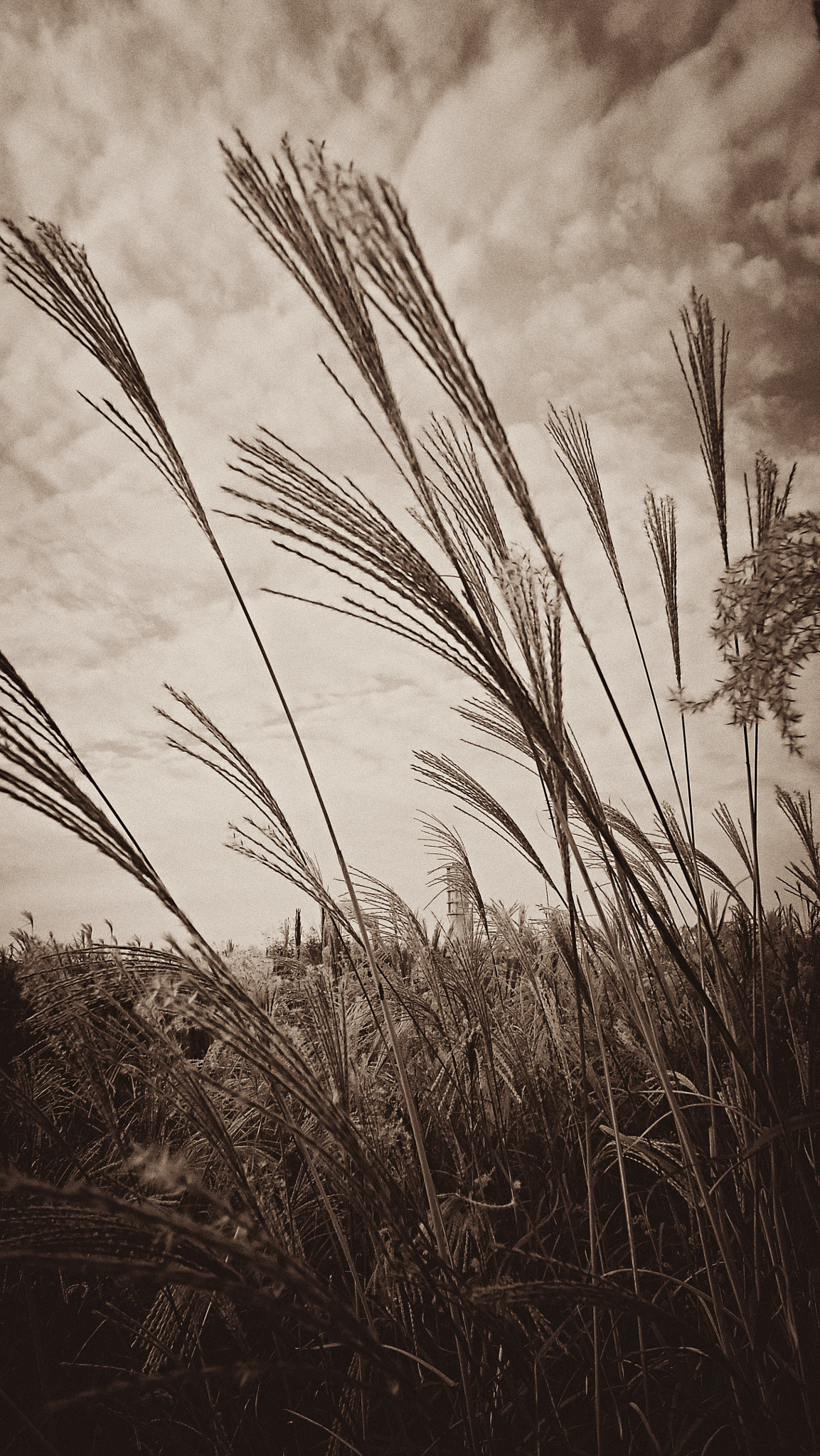 Sony Cyber-shot DSC-W330 sample photo. Eulalia filled with the wind photography