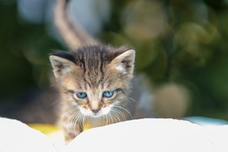 Canon EOS 70D + Sigma 70-200mm F2.8 EX DG OS HSM sample photo. Blue eyes!!! photography