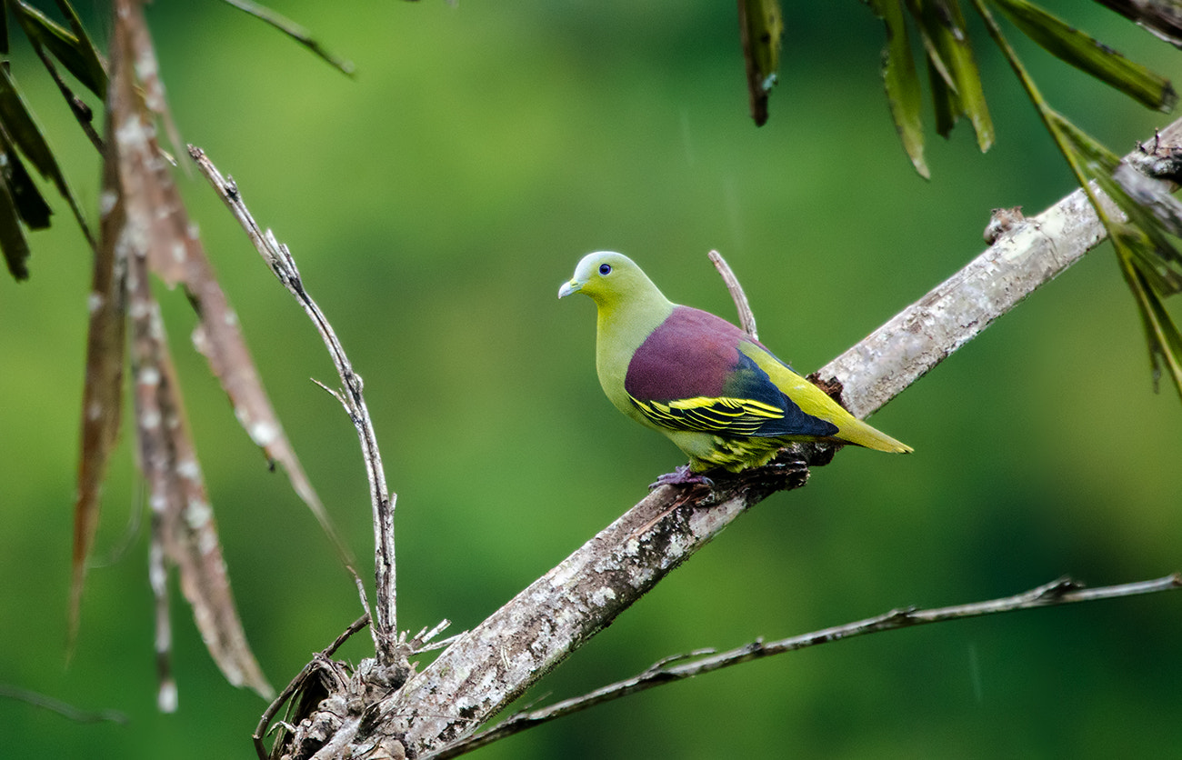 Nikon D7000 + Nikon AF-S Nikkor 500mm F4G ED VR sample photo. Grey fronted green pigeon photography