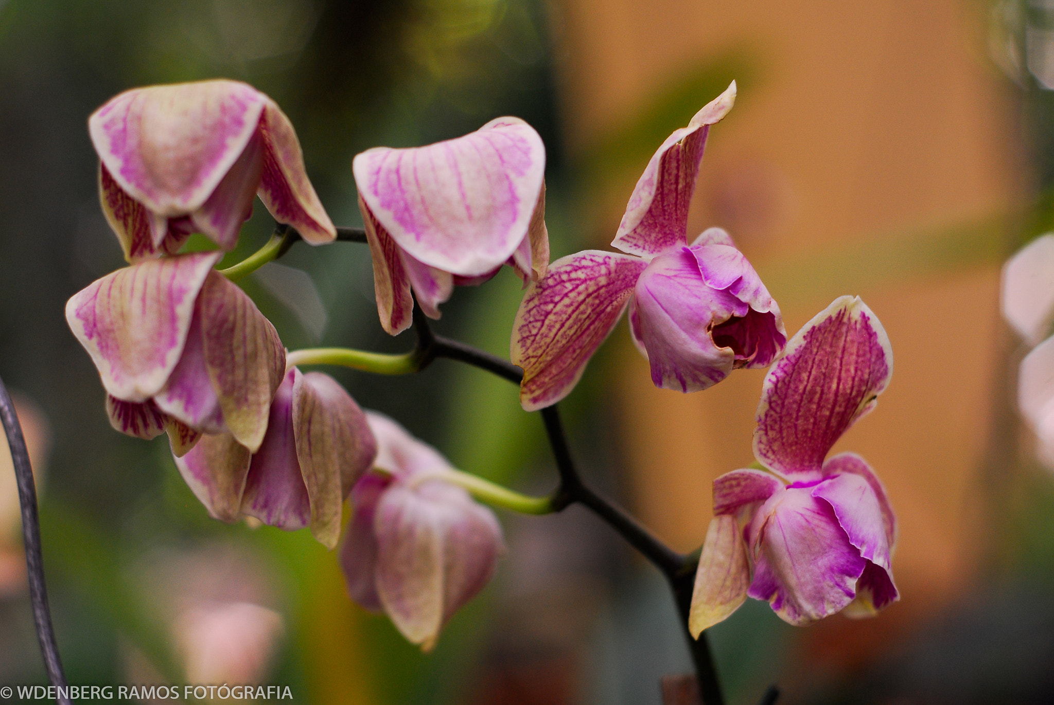 Nikon D200 sample photo. Orquídeas photography