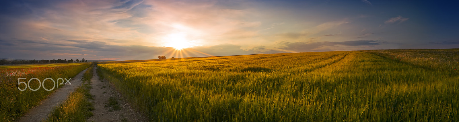 Canon EOS 40D sample photo. Panoramic view of the sunset on the field of grain photography