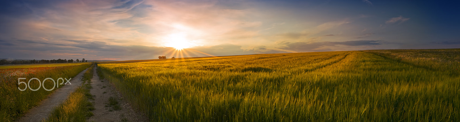 Canon EOS 40D + Canon EF 17-40mm F4L USM sample photo. Panoramic view of the sunset on the field of grain photography