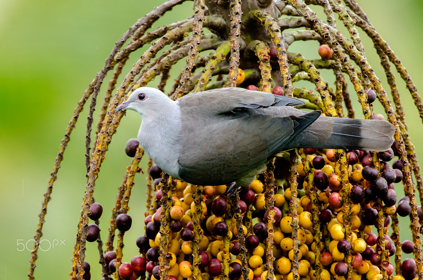 Nikon AF-S Nikkor 500mm F4G ED VR sample photo. Mountain imperial pigeon photography