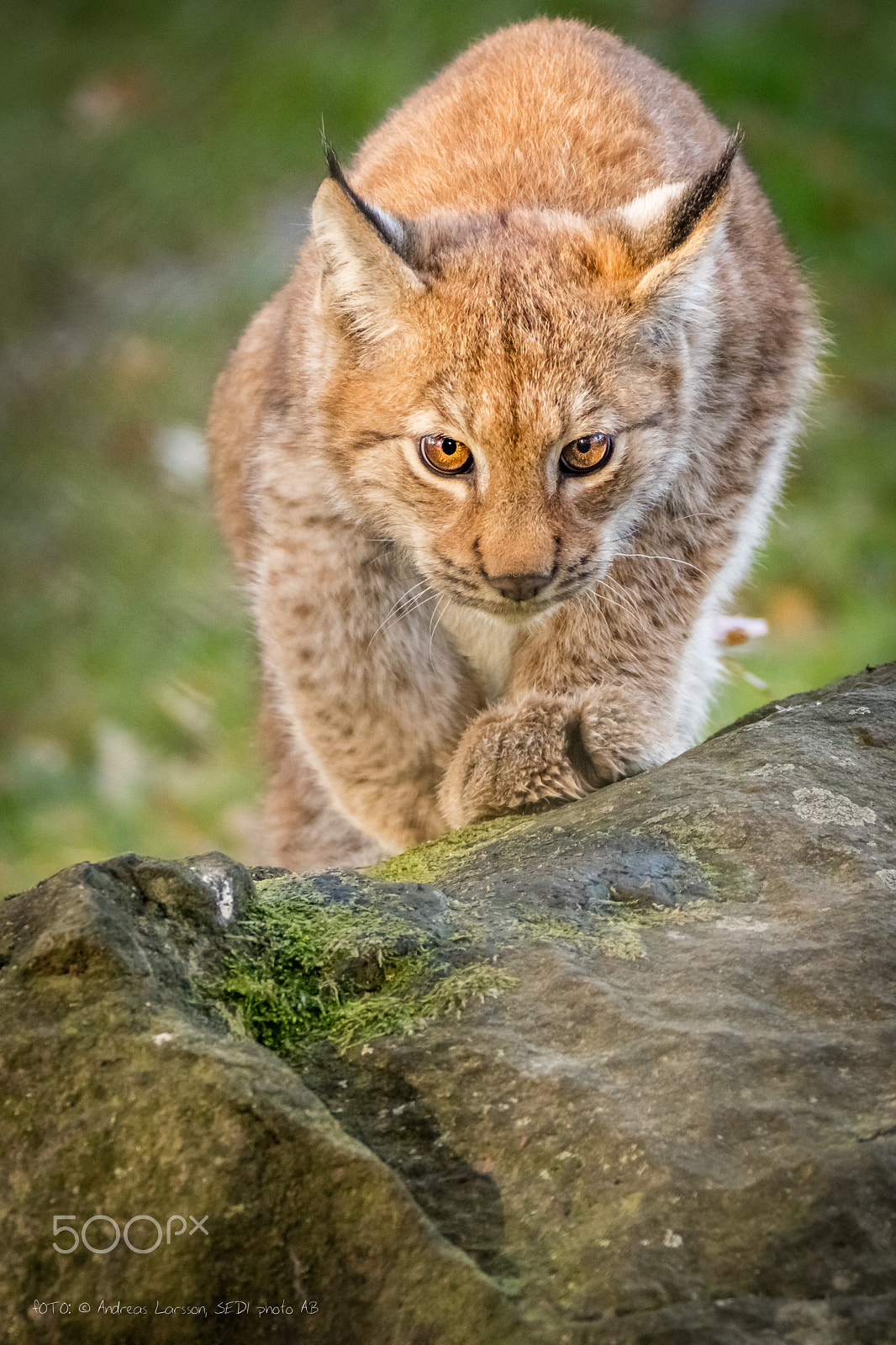 Canon EF 28-300mm F3.5-5.6L IS USM sample photo. Lynx on a zoo photography