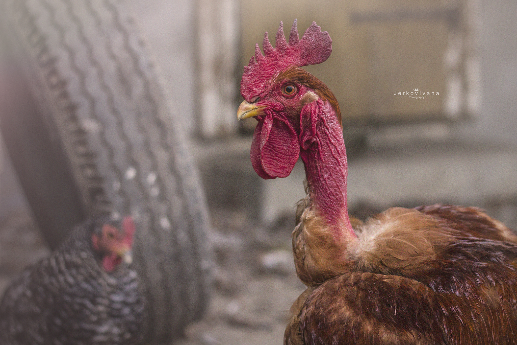 Canon EOS 550D (EOS Rebel T2i / EOS Kiss X4) sample photo. Rooster photography
