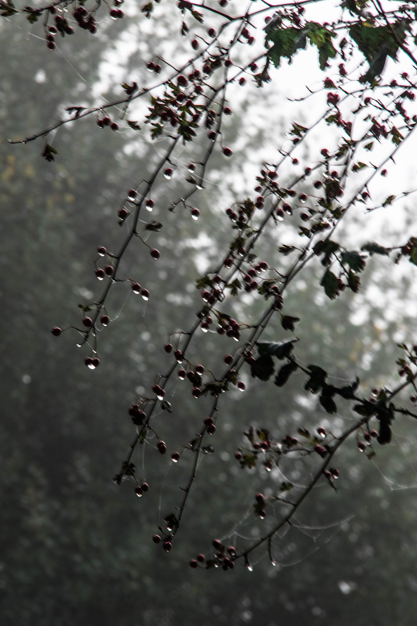 Sigma 18-200mm f/3.5-6.3 DC OS sample photo. Gouttes photography