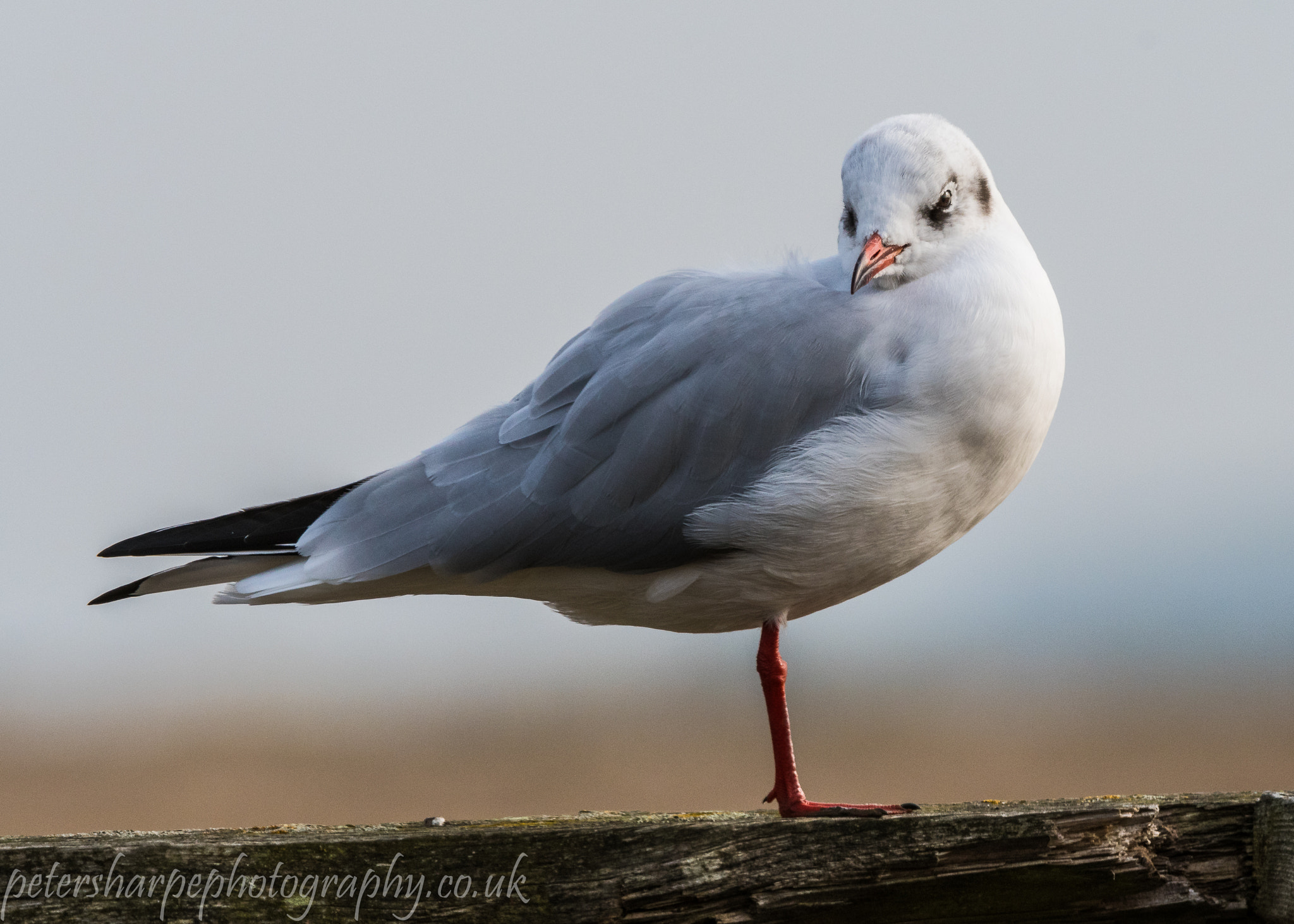 Nikon D500 sample photo. Black-headed gull photography