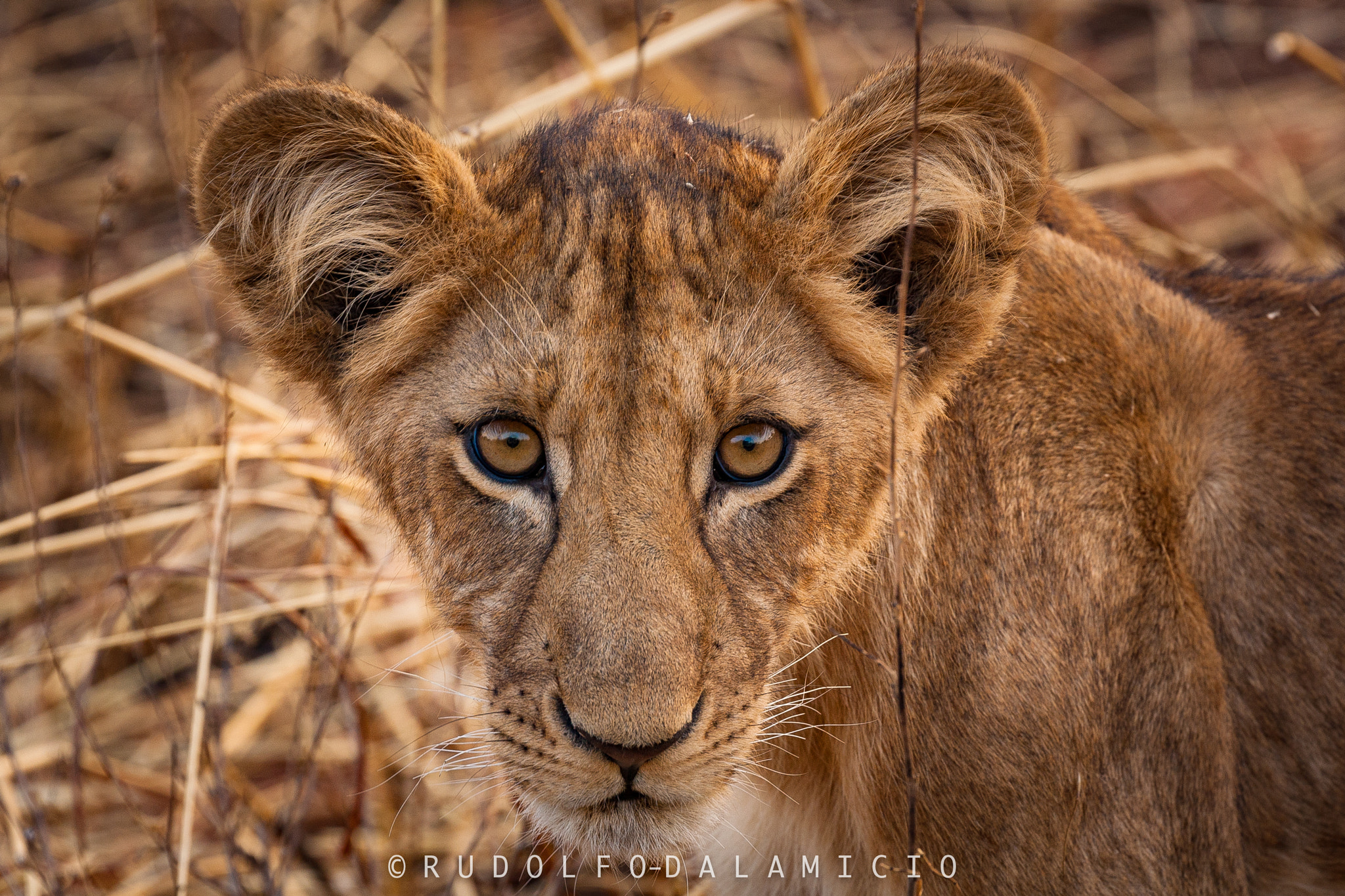 Canon EOS 1000D (EOS Digital Rebel XS / EOS Kiss F) sample photo. The little lion king and his beautiful eye's photography
