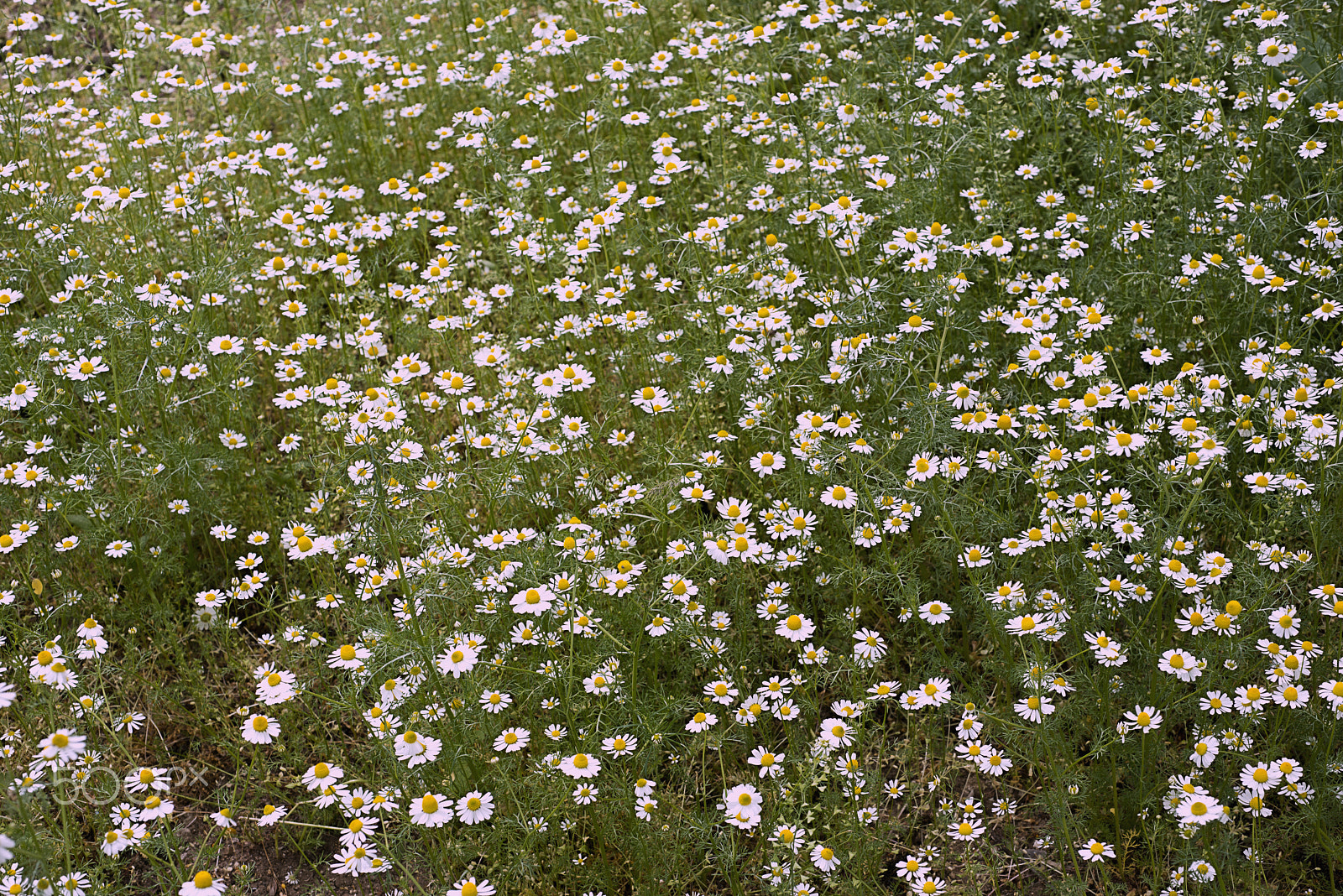 Nikon D800 + Nikon AF Micro-Nikkor 60mm F2.8D sample photo. Chamomile flowers field wide background in sun light. summer daisies. beautiful nature scene with... photography
