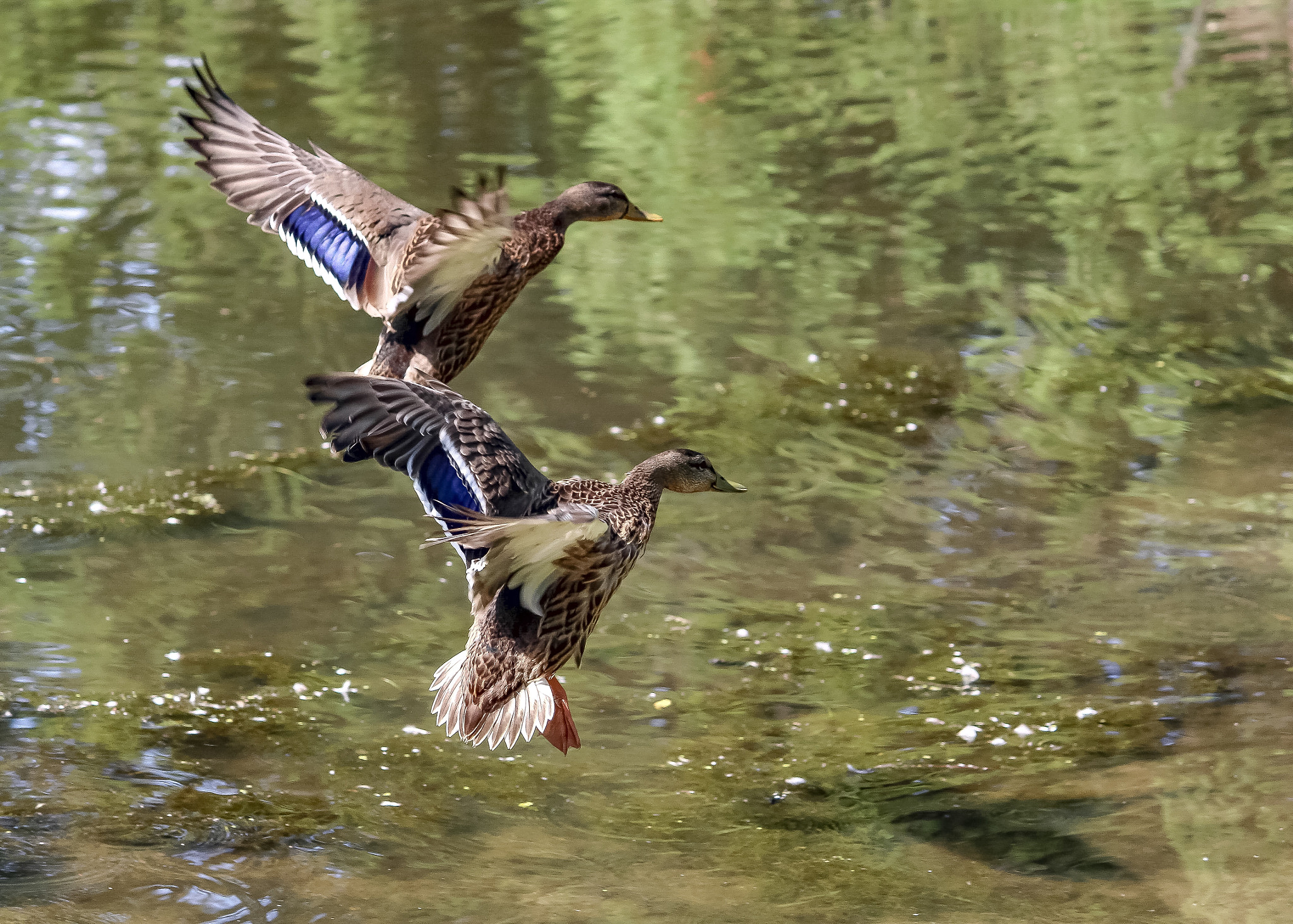 Canon EF-S 55-250mm F4-5.6 IS II sample photo. Ballet photography