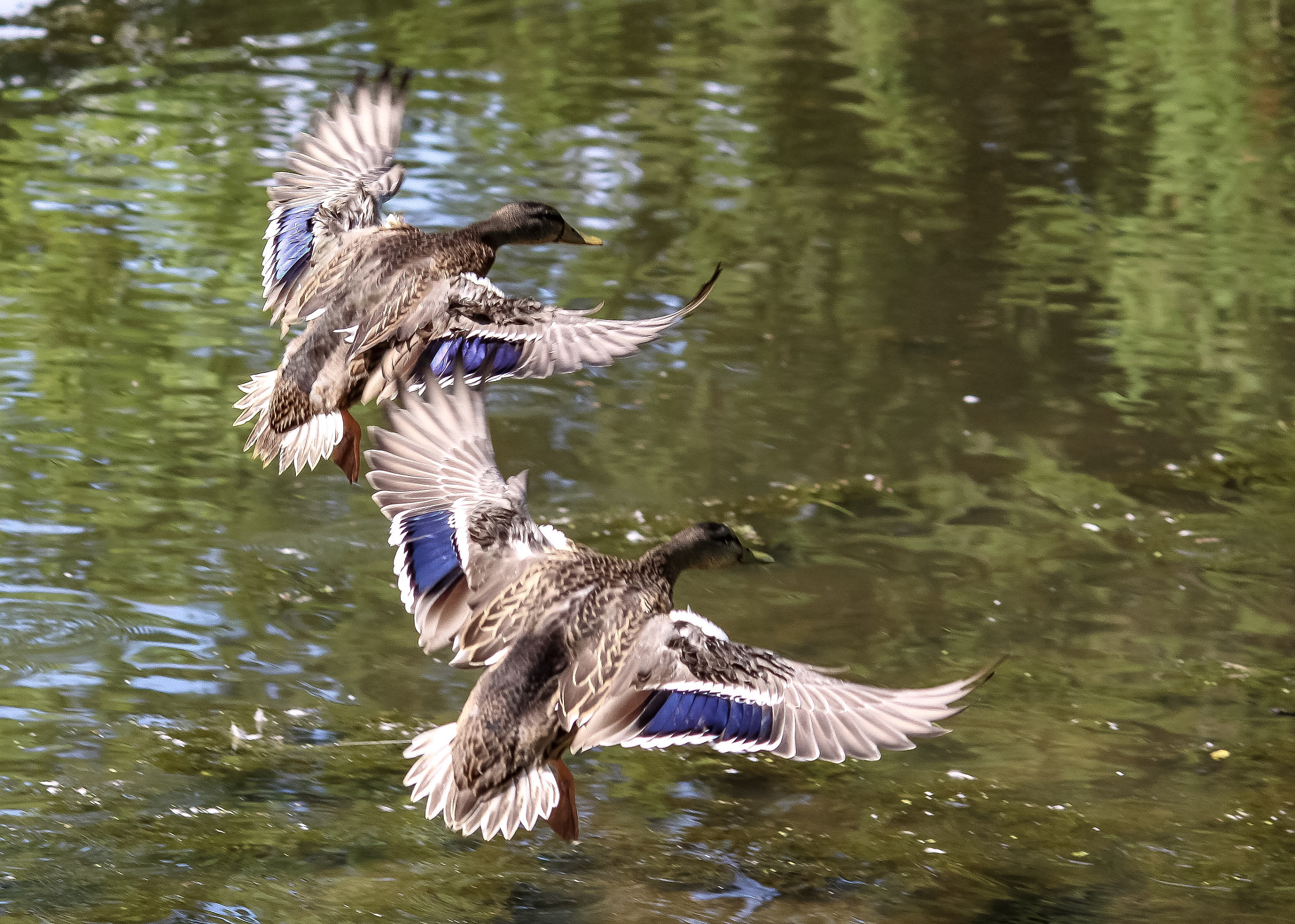 Canon EF-S 55-250mm F4-5.6 IS II sample photo. In unison photography