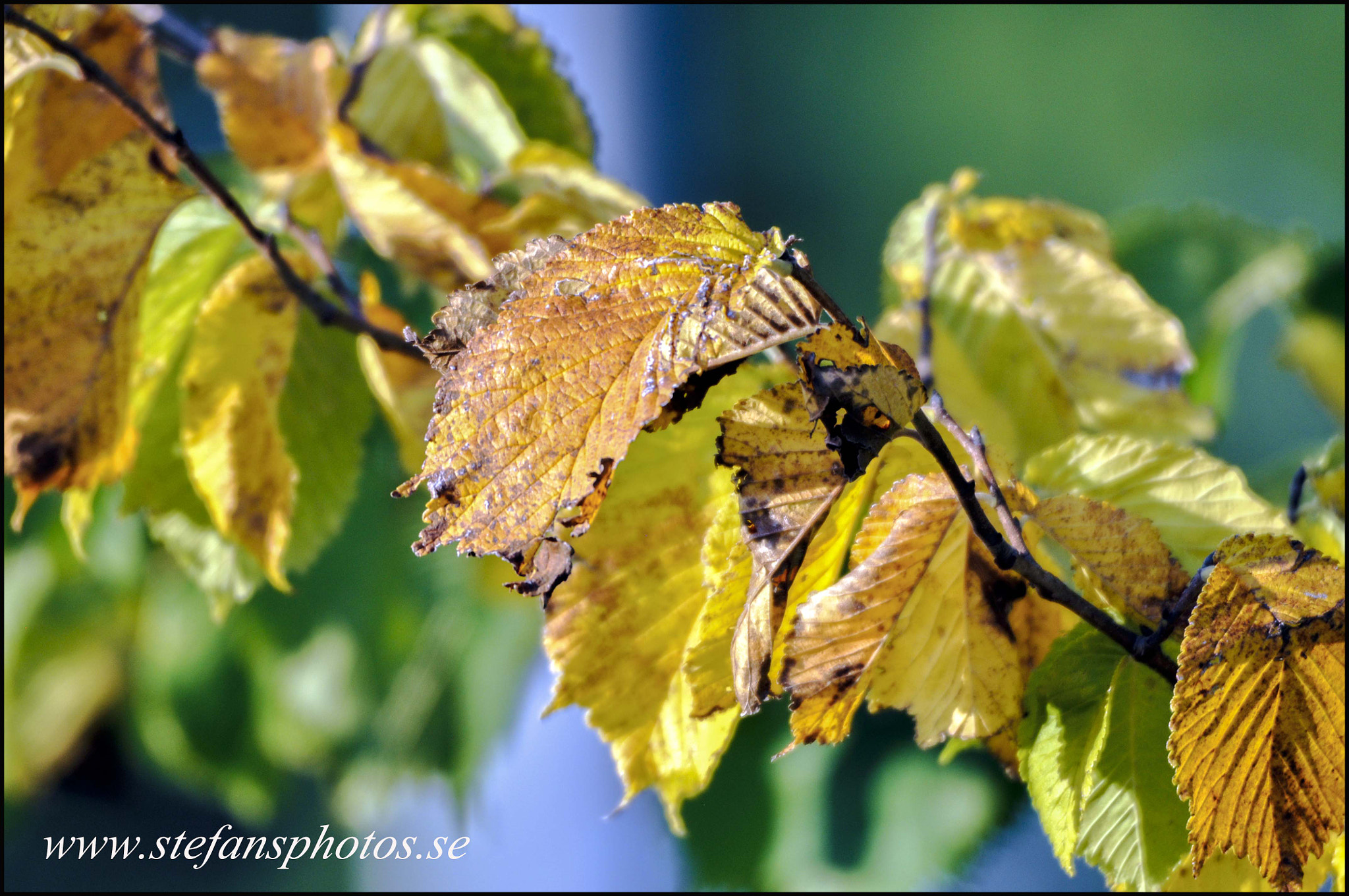 Nikon D5000 sample photo. Image dsc photography