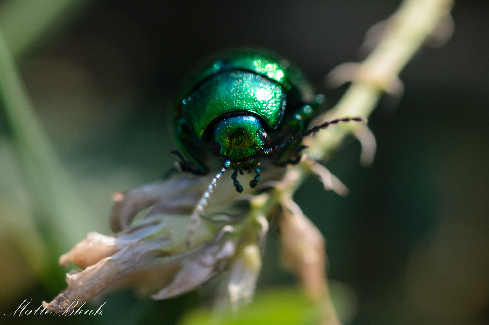 Sigma 105mm F2.8 EX DG OS HSM sample photo. Grass ladder photography