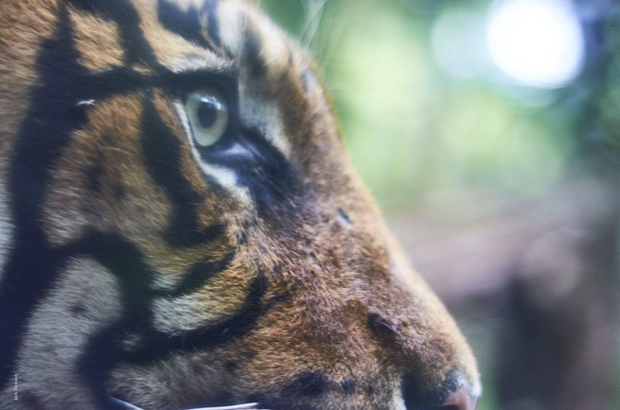 Nikon AF Nikkor 50mm F1.8D sample photo. Tiger's eye photography