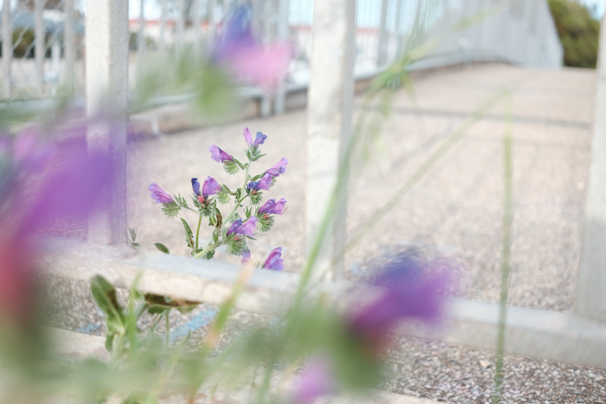 Fujifilm X-T1 + Fujifilm XF 27mm F2.8 sample photo. Purple weed photography