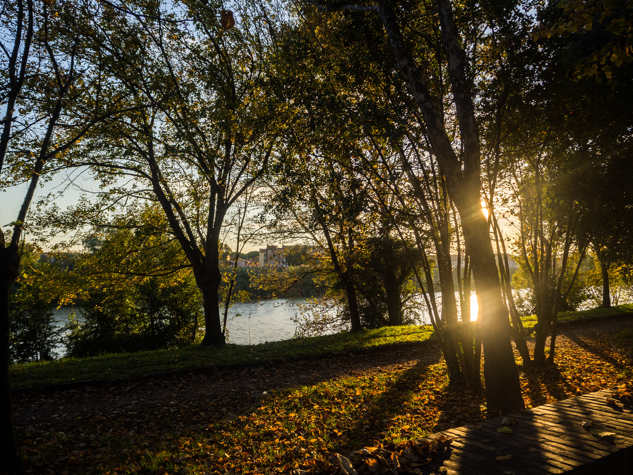 Olympus OM-D E-M10 II sample photo. Sunset in the wood photography