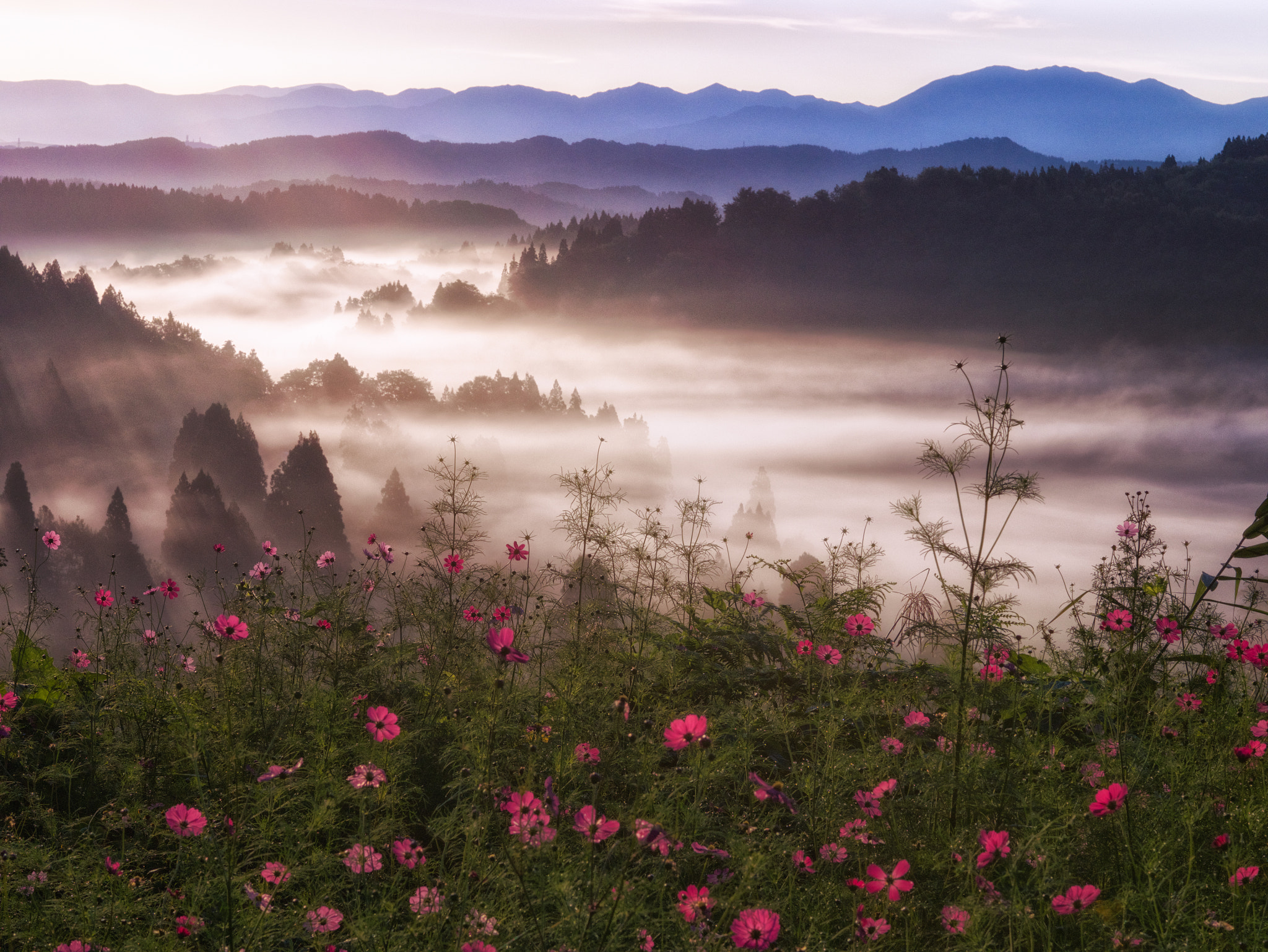 Panasonic Lumix DMC-G7 + Sigma 60mm F2.8 DN Art sample photo. With cosmos photography
