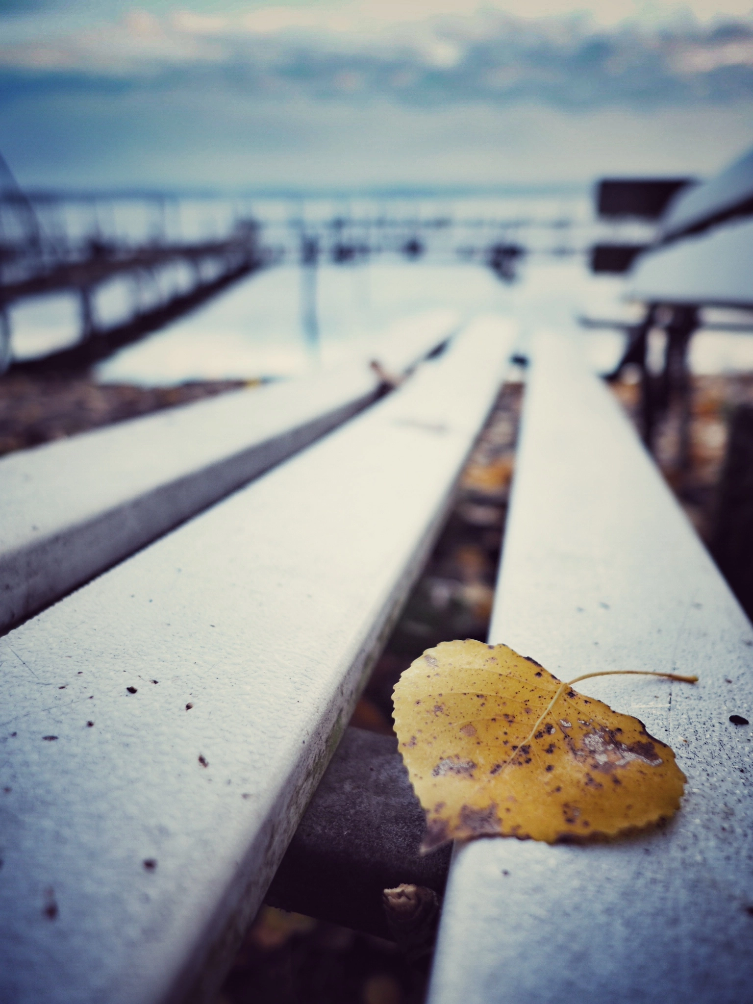 Olympus PEN-F + OLYMPUS M.12mm F2.0 sample photo. Lonely leaf photography