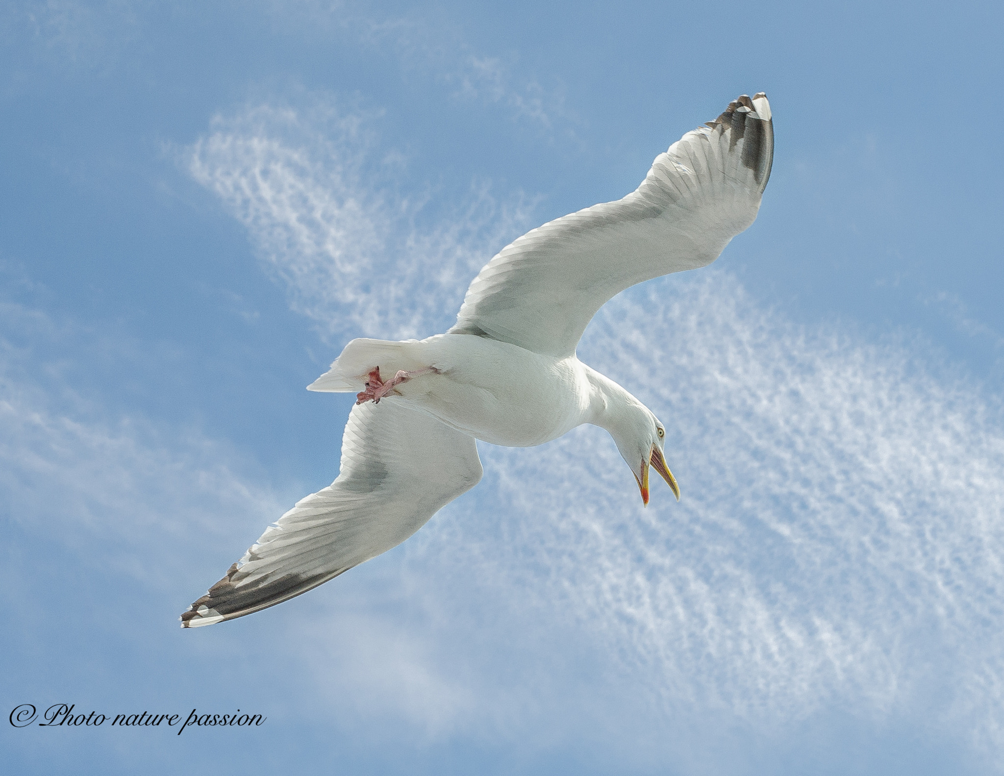 Sigma 24-70mm F2.8 EX DG HSM sample photo. Flying gull photography