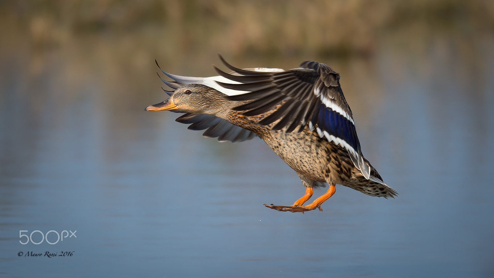 Nikon D4S + Nikon AF-S Nikkor 500mm F4E FL ED VR sample photo. "look at me !!!" mallard - germano reale (f) photography