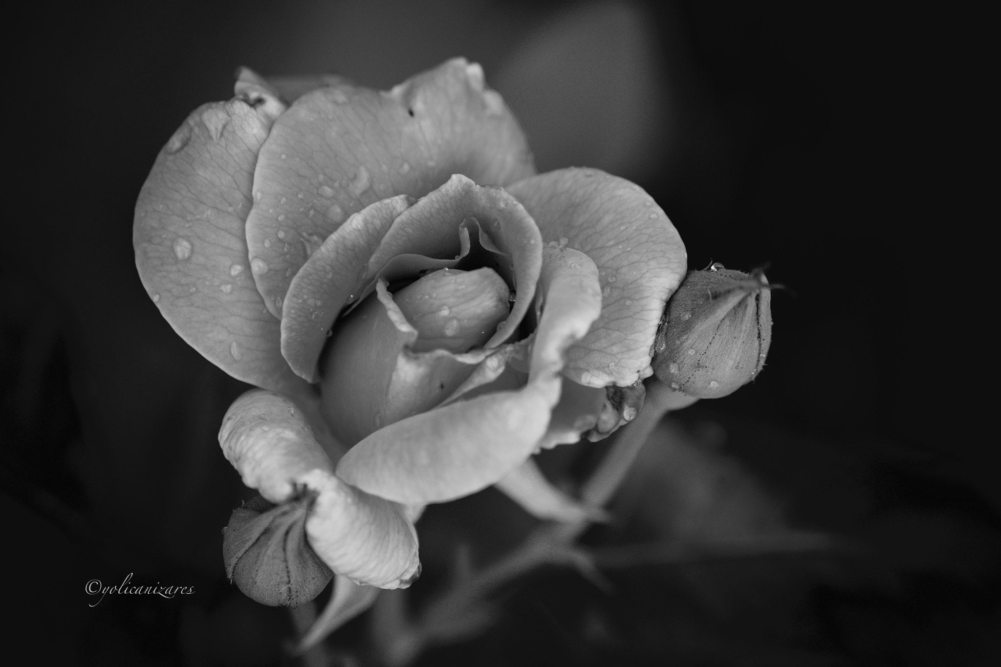 Panasonic Lumix G 42.5mm F1.7 ASPH Power OIS sample photo. Textura en blanco y negro photography