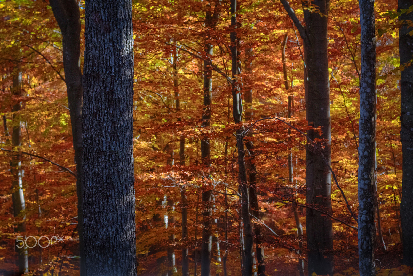 Canon EOS M + Canon EF 50mm F1.8 II sample photo. Autumn, in the woods | || ||| photography