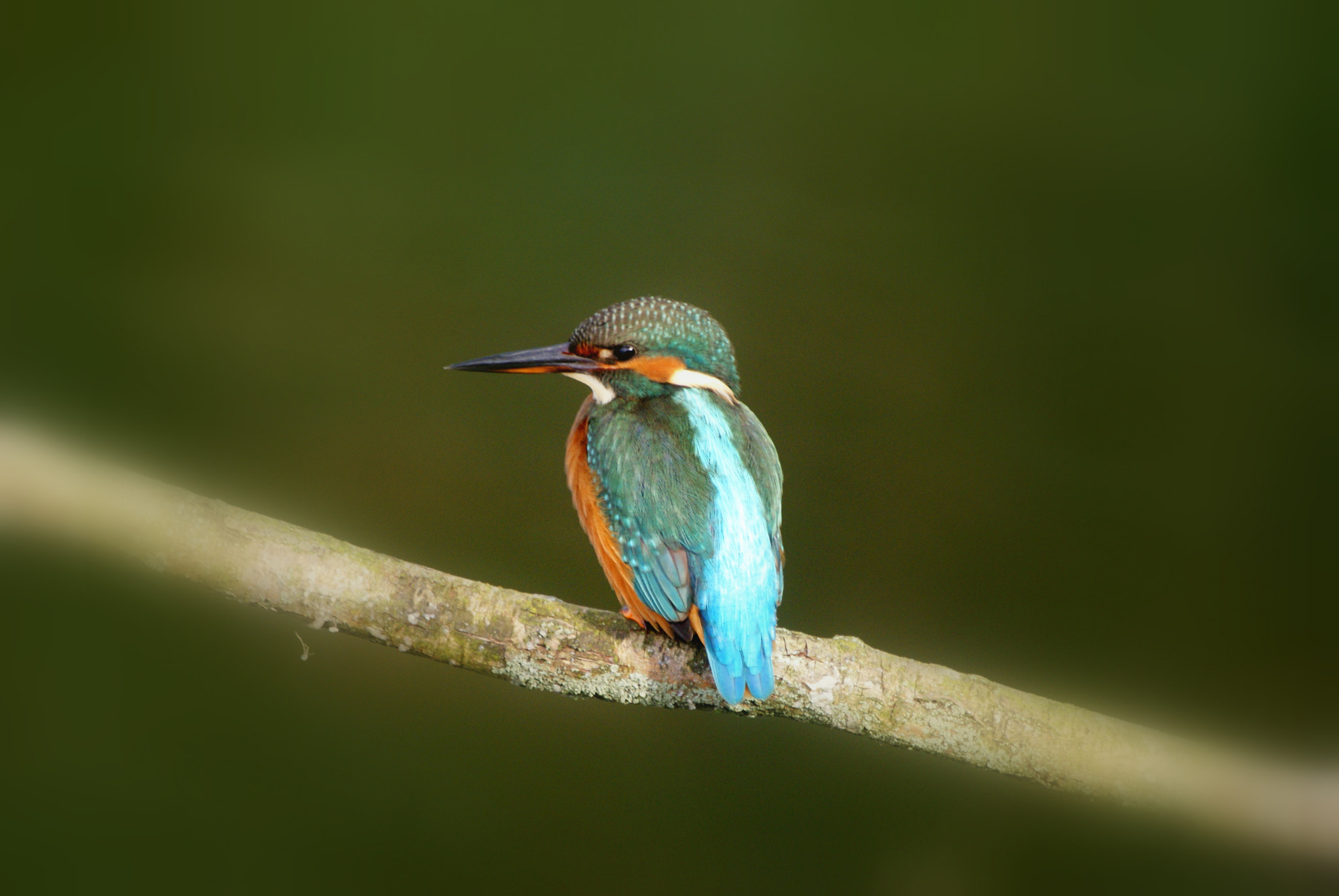 Sony Alpha DSLR-A300 + Sony 70-400mm F4-5.6 G SSM sample photo. Kingfisher photography