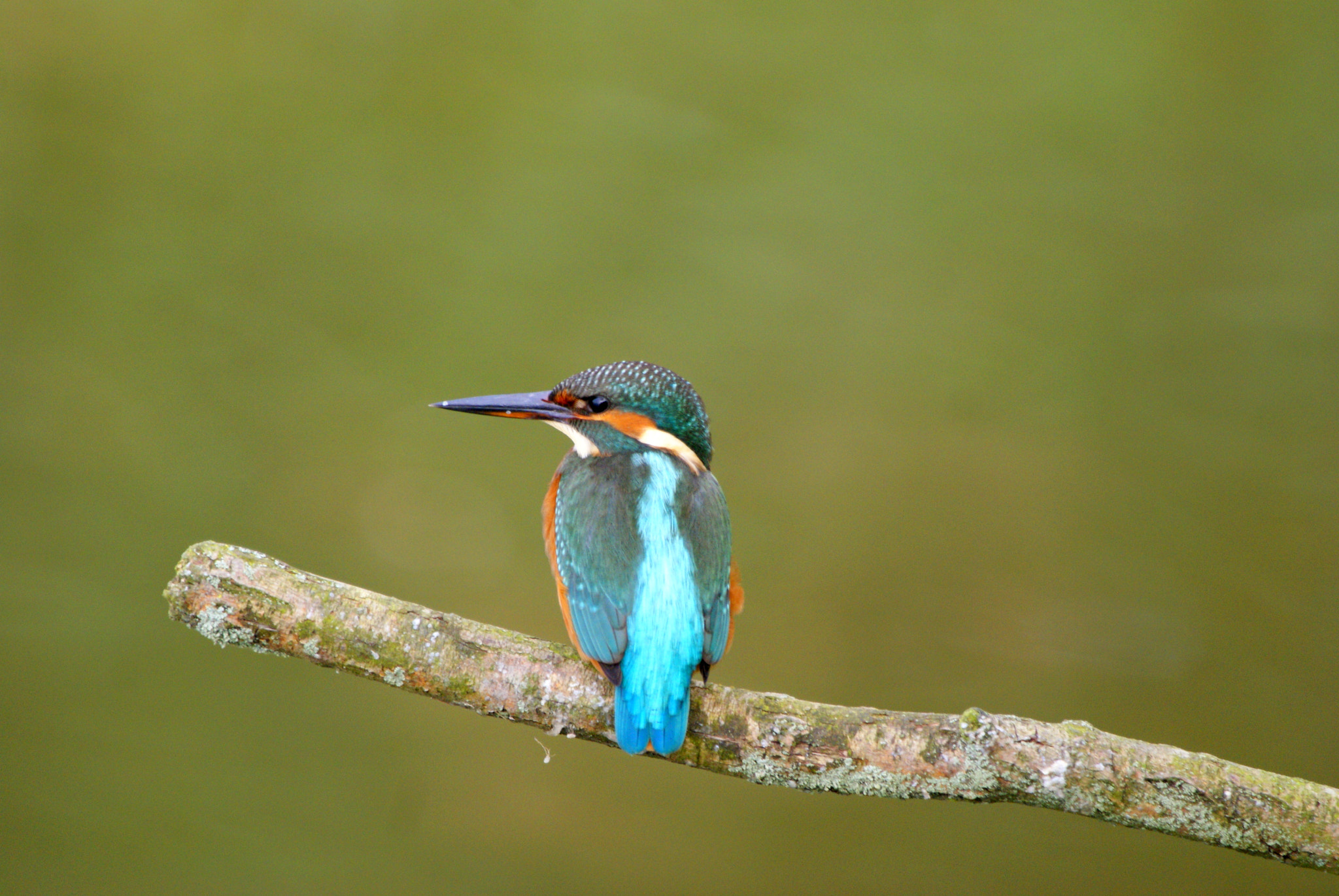 Sony Alpha DSLR-A300 sample photo. Kingfisher photography