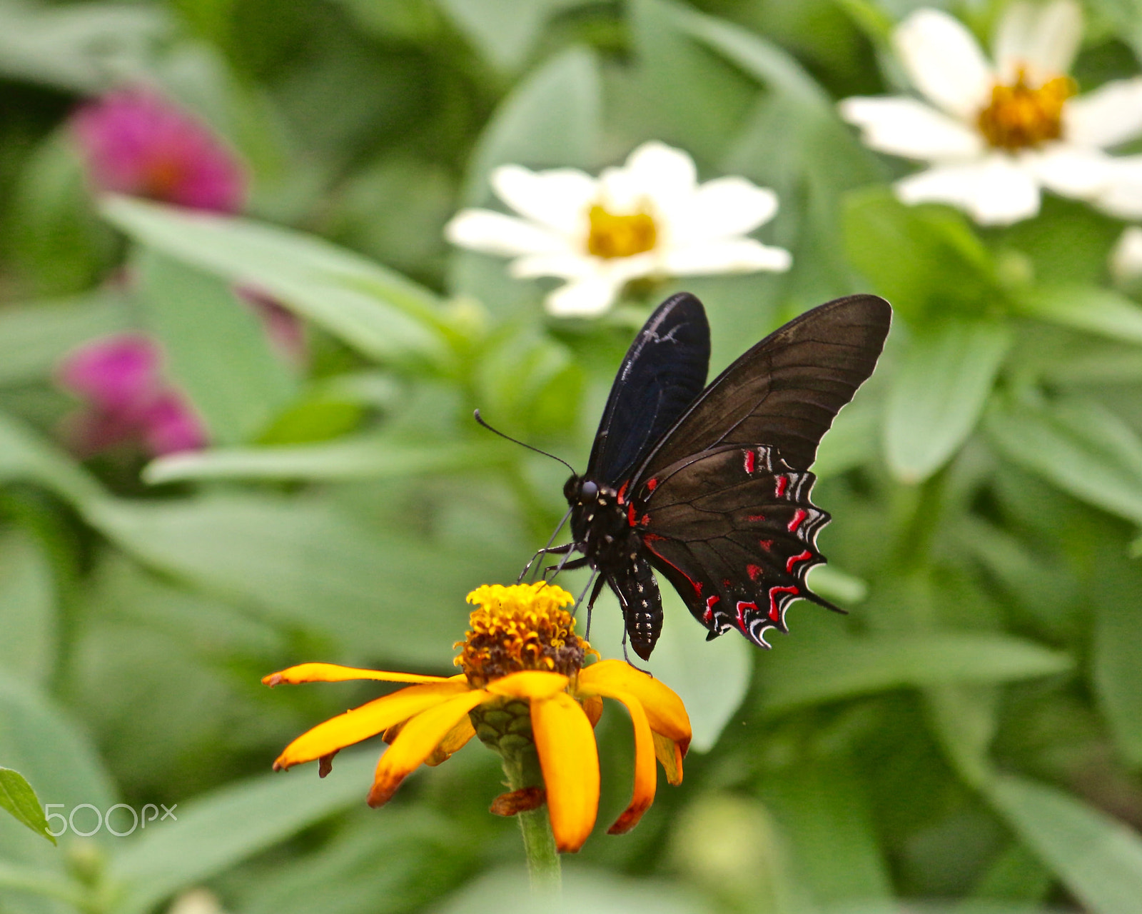 Canon EF-S 55-250mm F4-5.6 IS sample photo. Alone in the garden photography