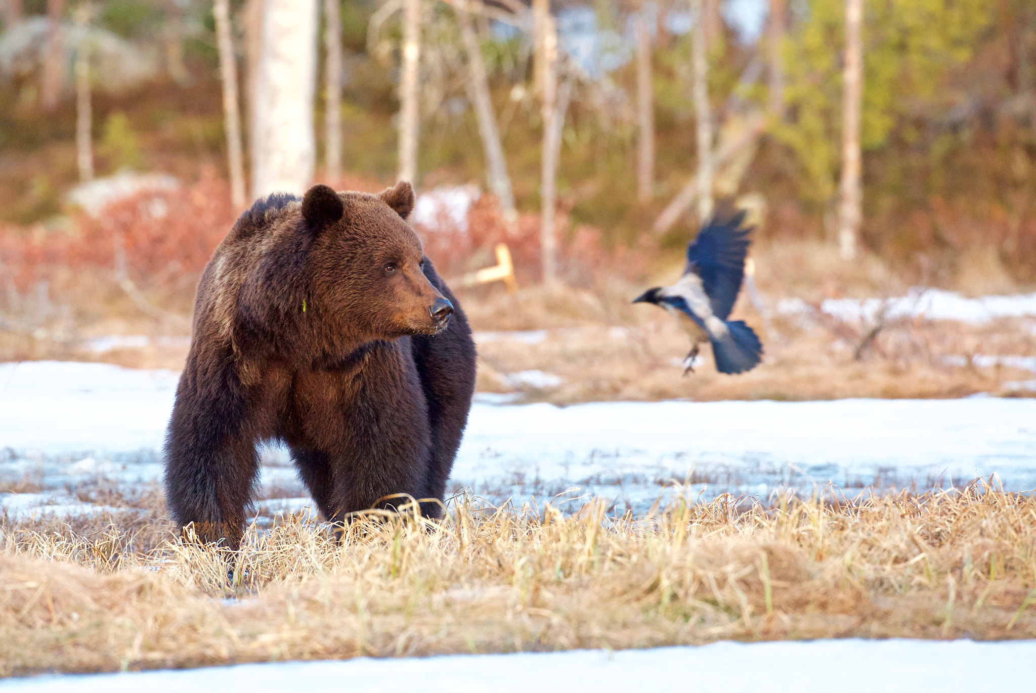 The bear and the bird