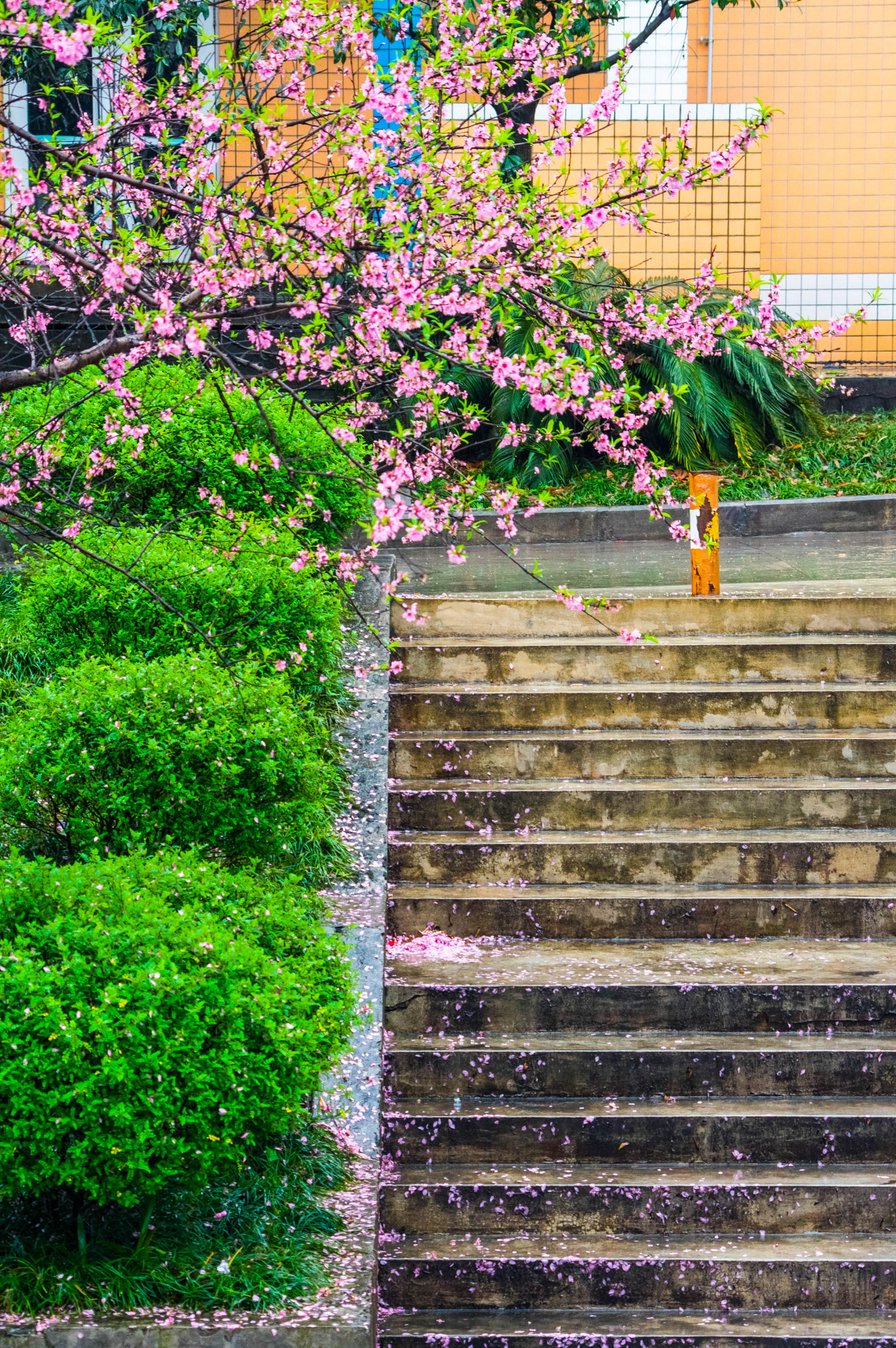 Pentax K-3 sample photo. Cánh hoa mỏng manh photography