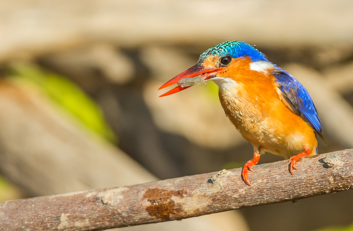 Nikon AF-S Nikkor 200-400mm F4G ED-IF VR sample photo. Malachite kingfisher photography