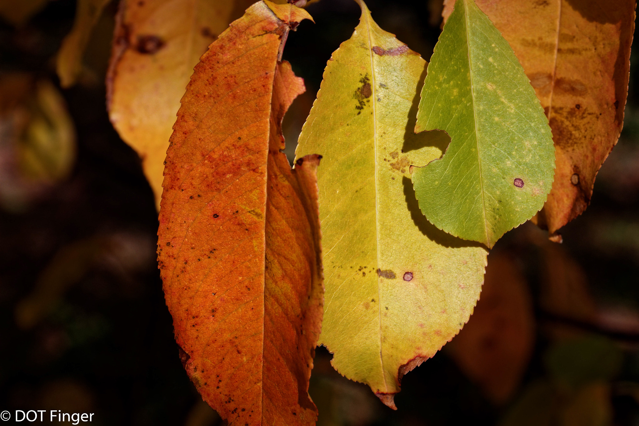 Canon EF 24-70mm F4L IS USM sample photo. Mood of the day photography