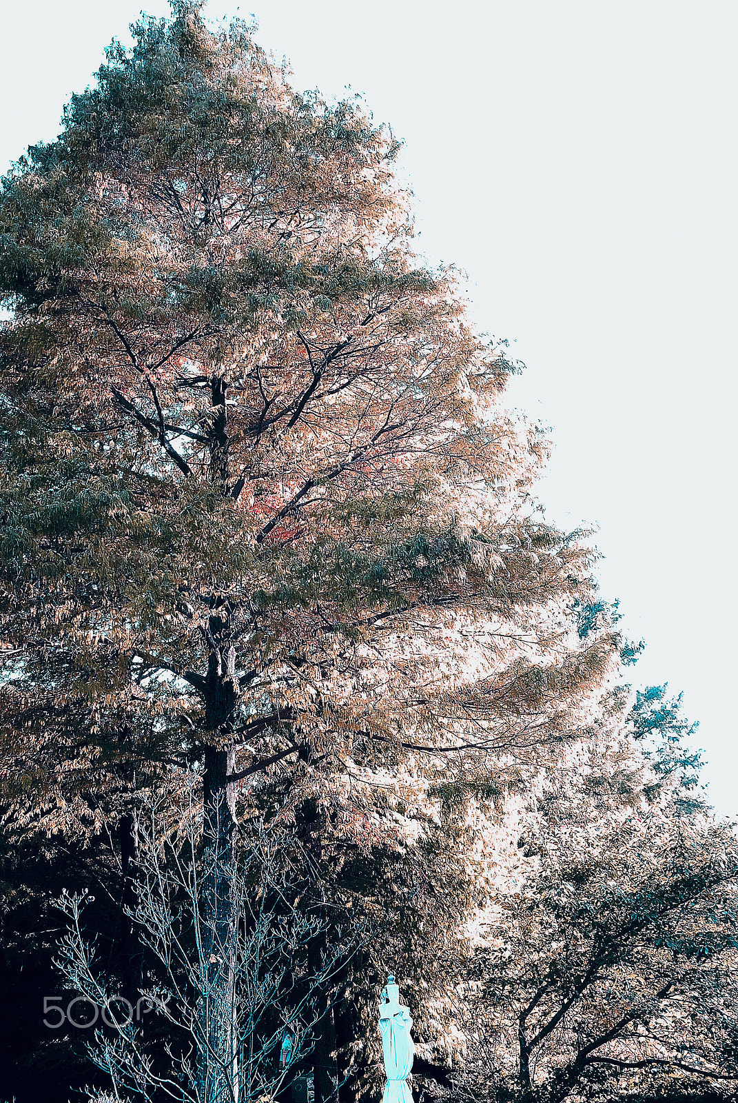 Nikon D200 sample photo. Sunshine filtering through foliage to your edges photography