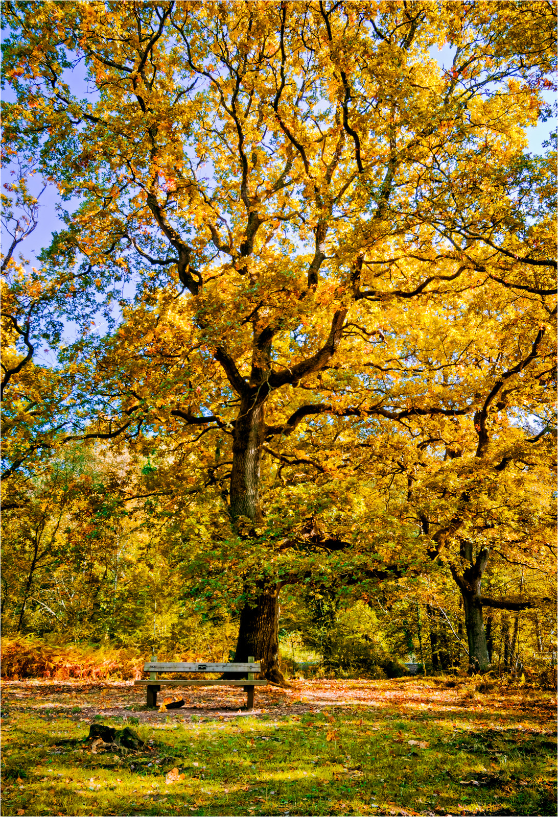 Sony SLT-A77 sample photo. Tree and bench photography