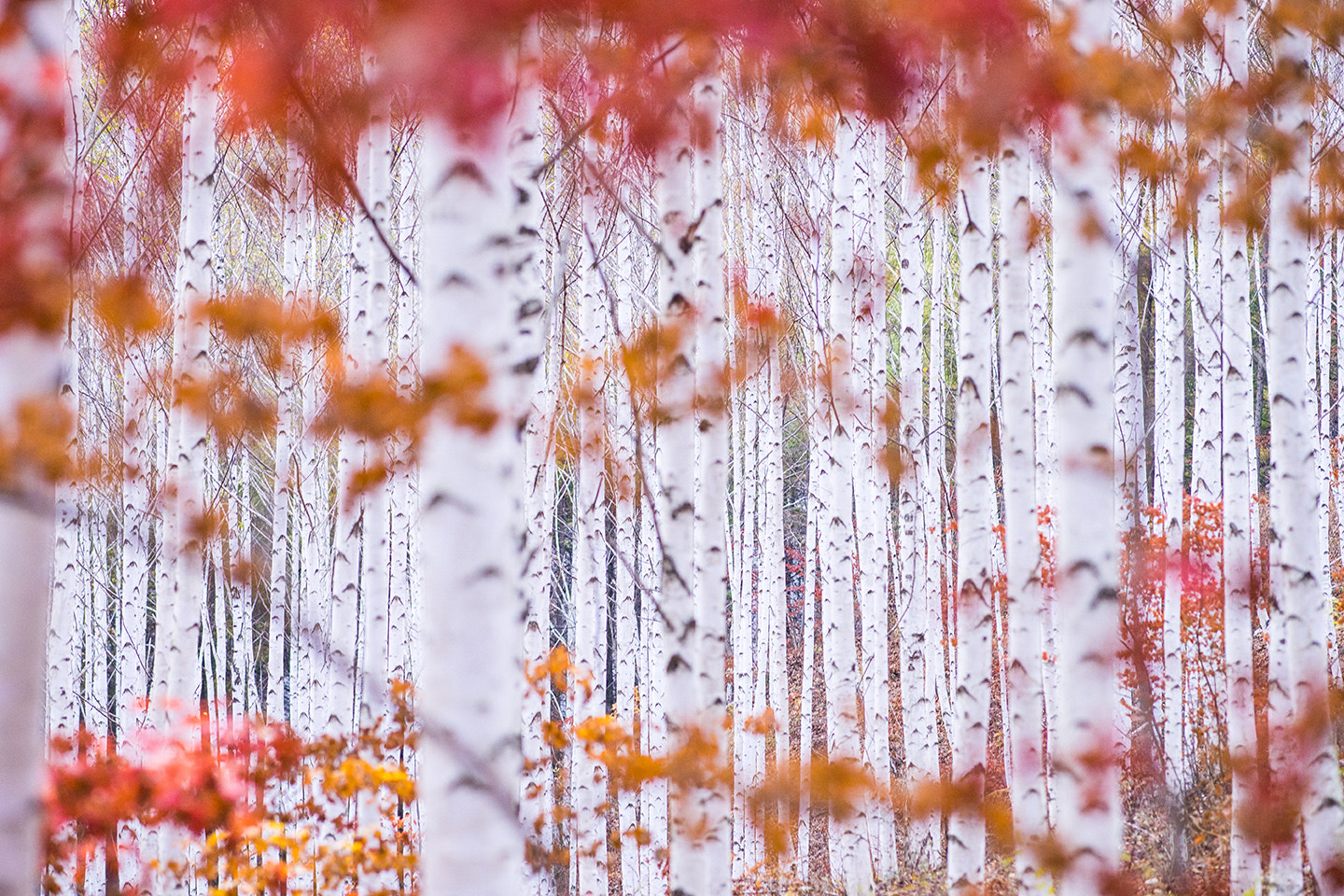 Sony Sonnar T* 135mm F1.8 ZA sample photo. White birch photography
