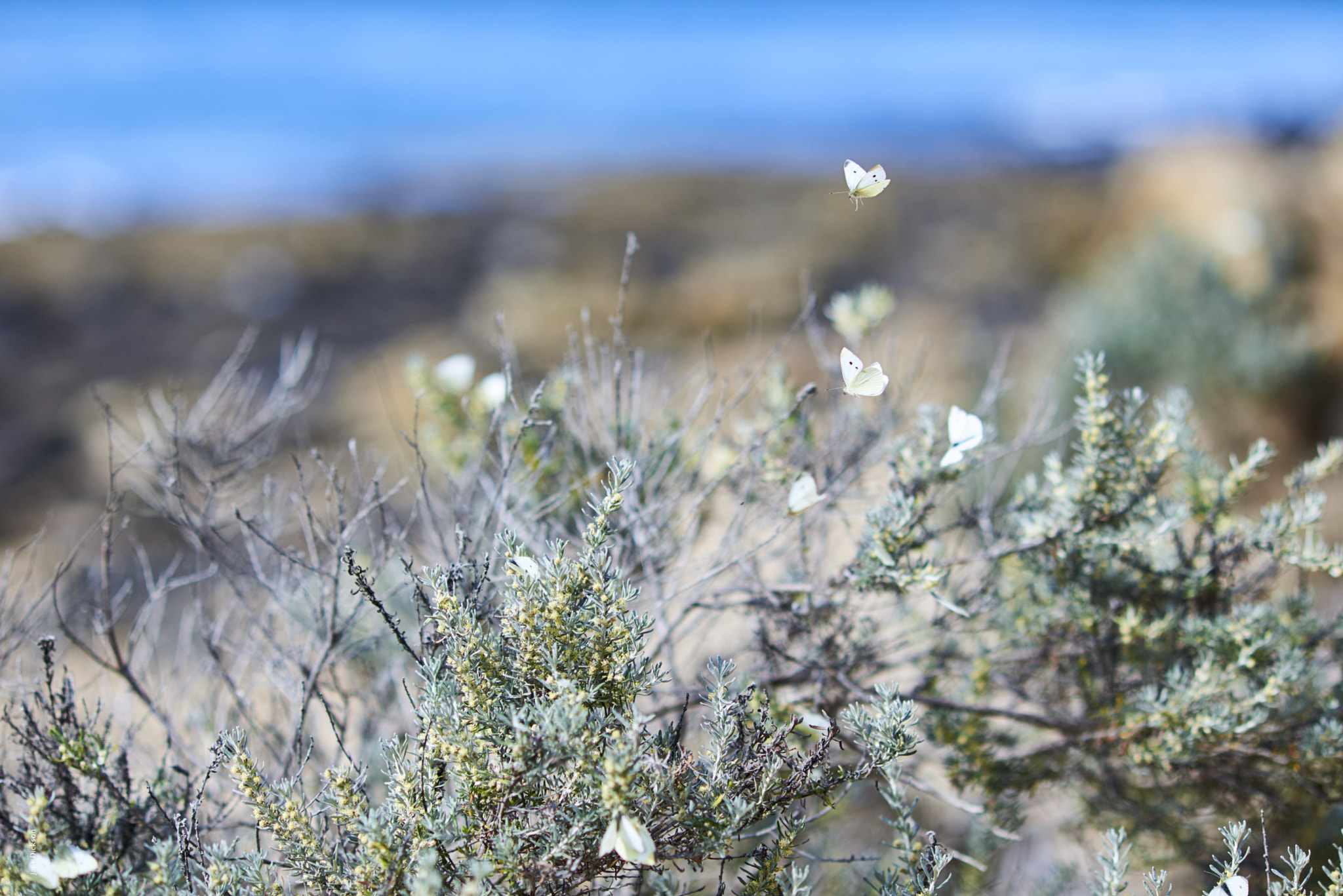 Nikon AF Nikkor 135mm F2D DC sample photo. Fluttering photography
