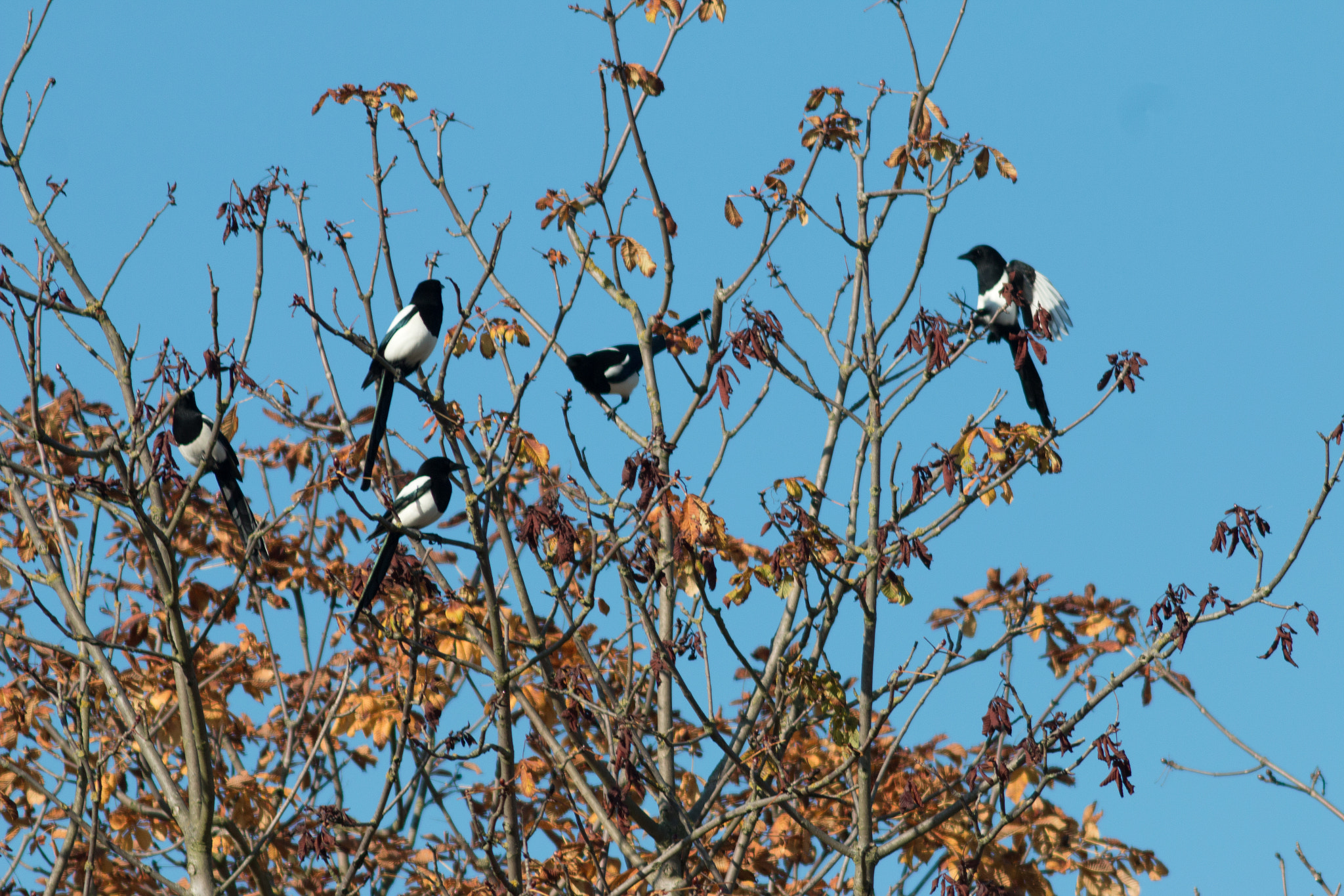 Canon EF 200mm f/2.8L II + 2x sample photo. Magpie reunion photography