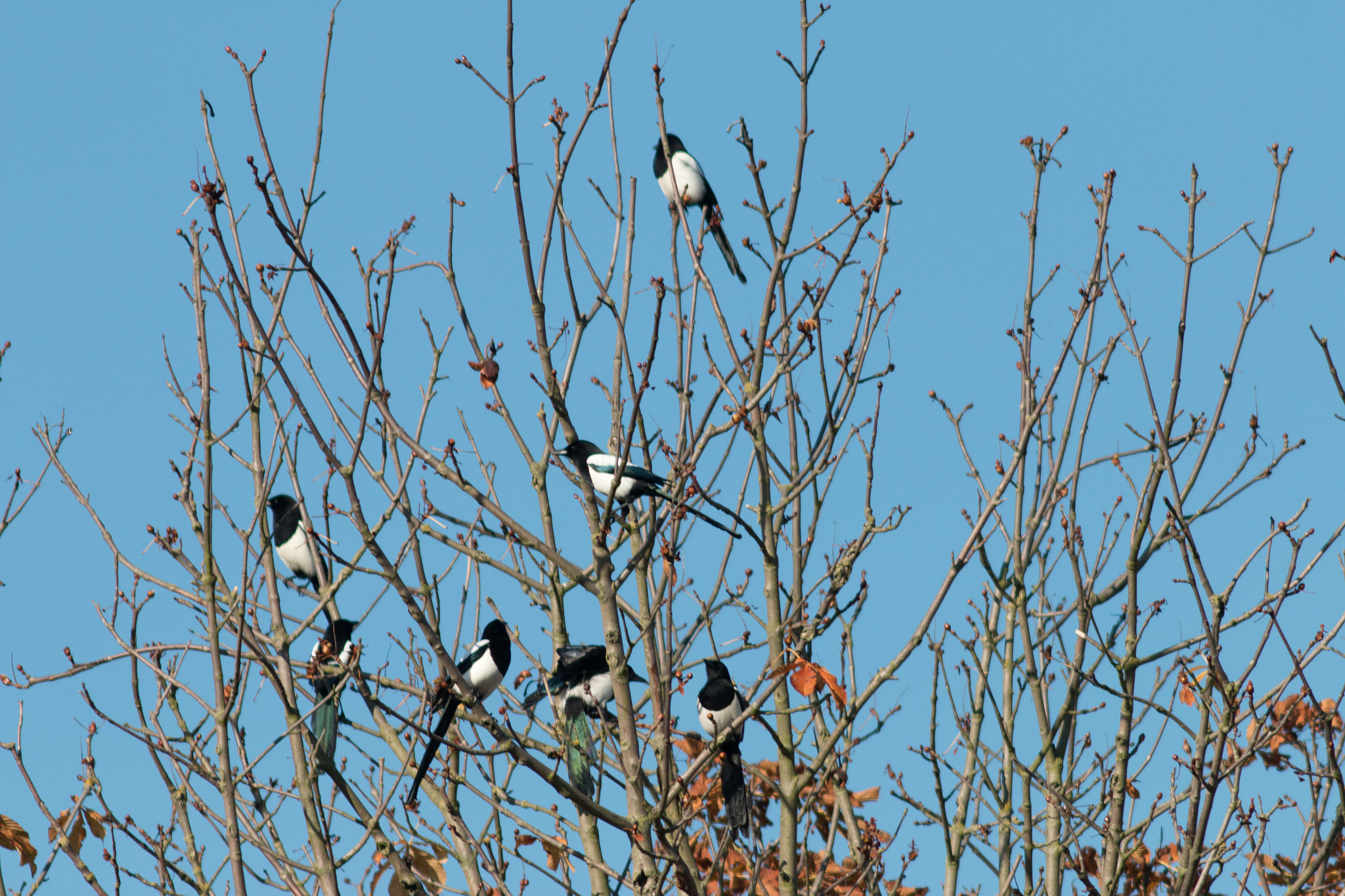 Canon EF 200mm f/2.8L II + 2x sample photo. Magpietree bis photography