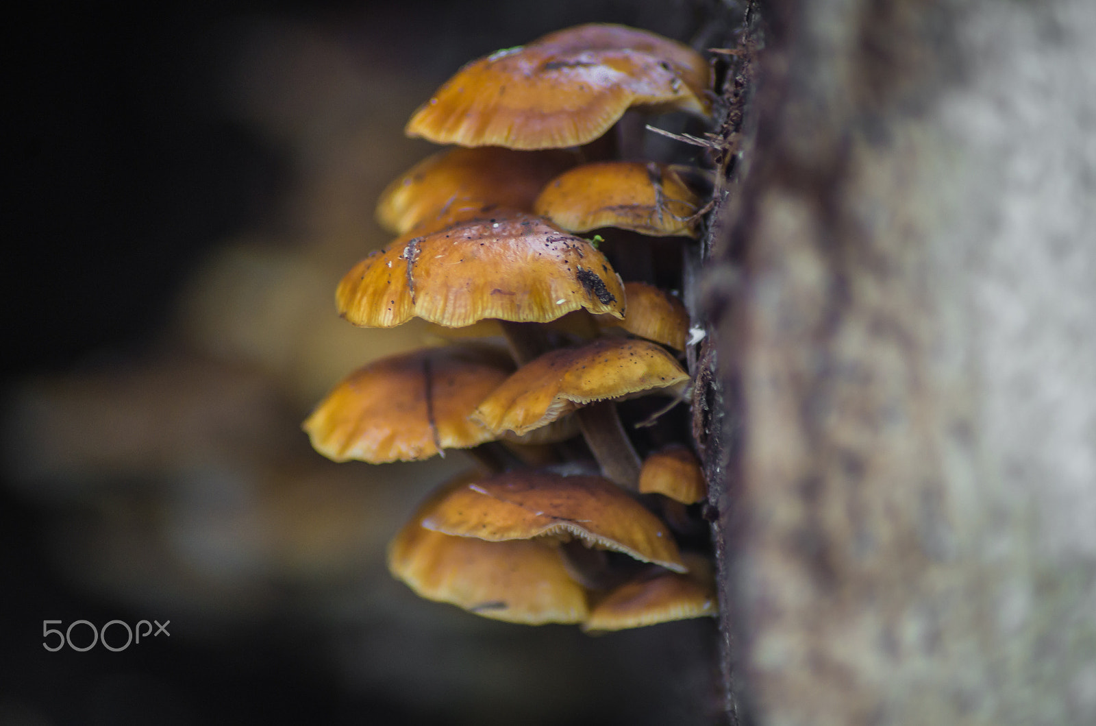 Pentax K-50 + Tamron AF 70-300mm F4-5.6 Di LD Macro sample photo. Mushrooms on a tree (2) photography